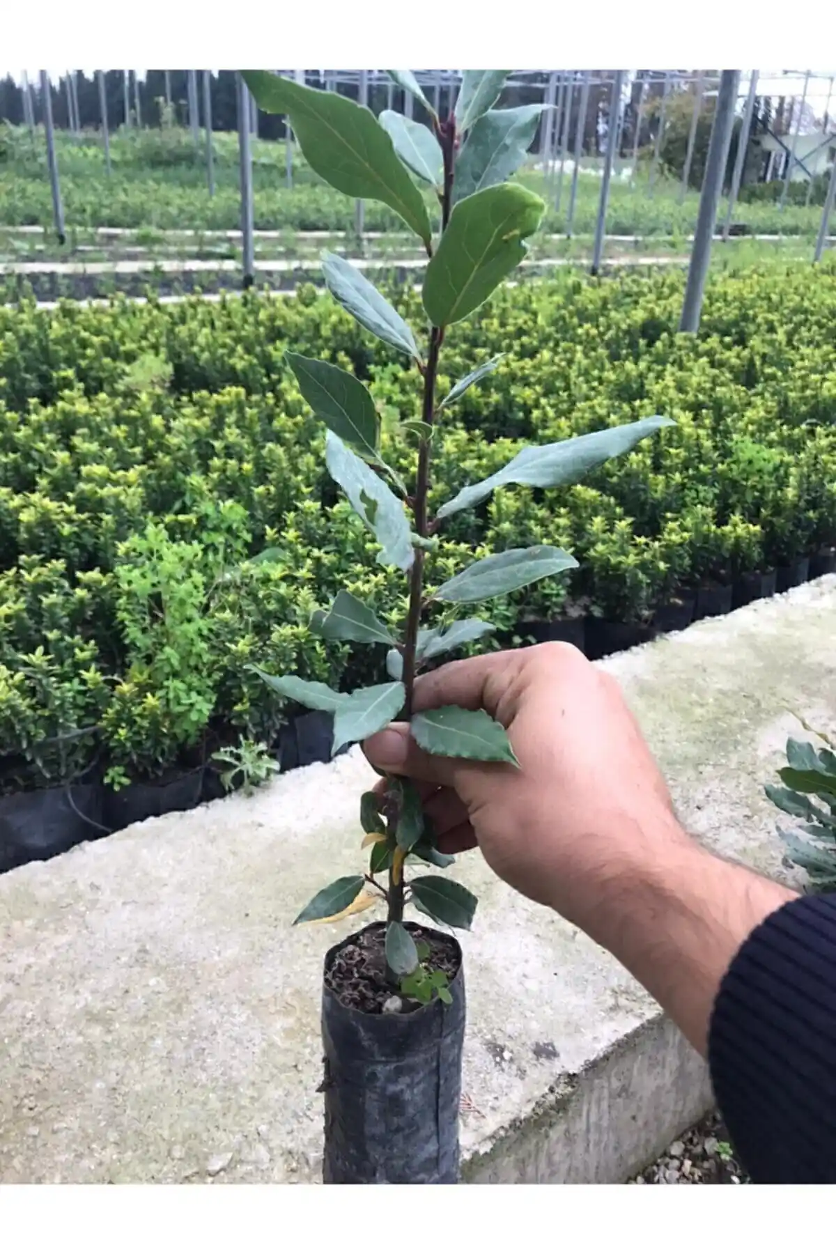 Bahçem Fidancılık ve Genel Markalar Tüplü Defne Ağacı Karşılaştırması