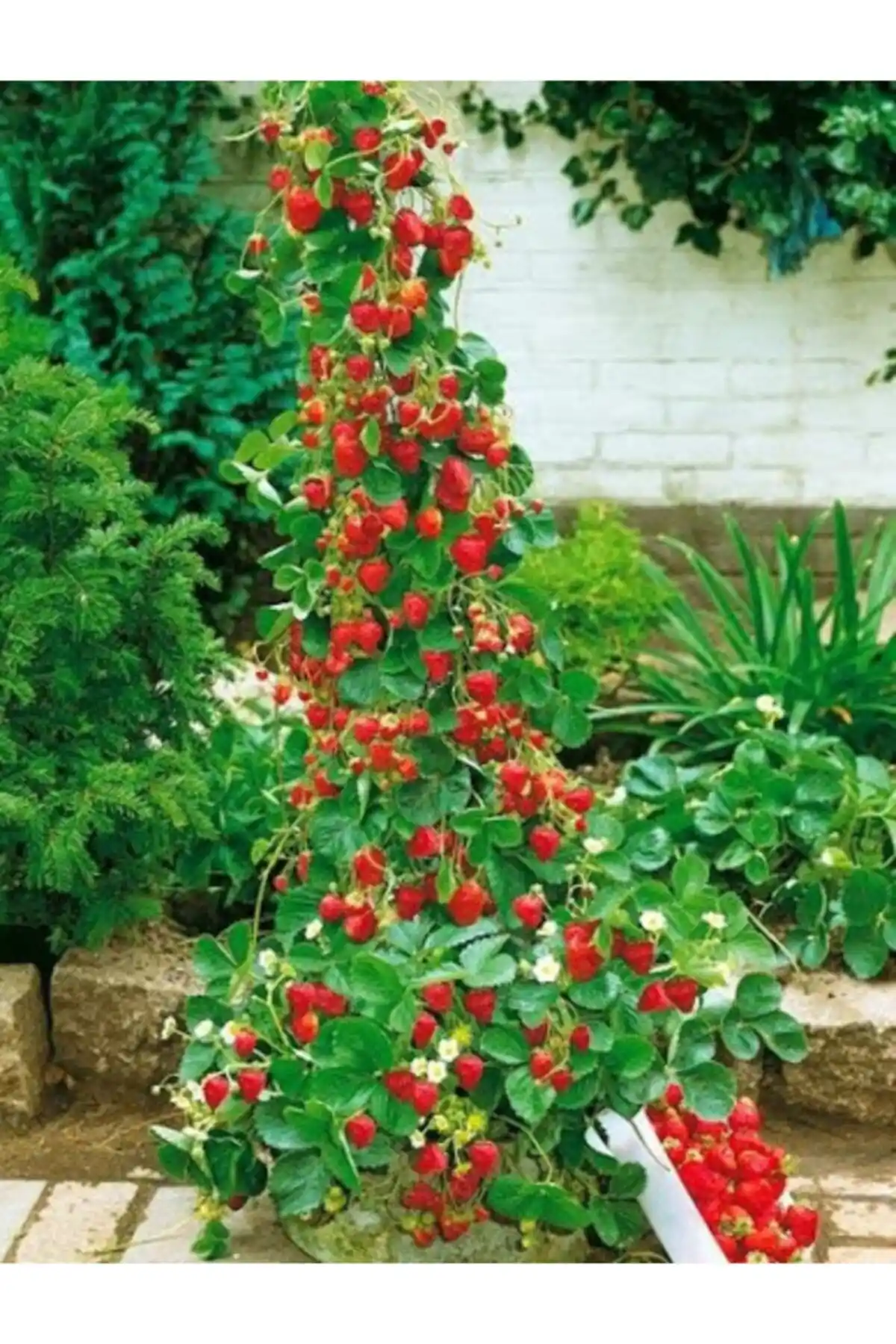 Bahçeniz İçin En İyi Çilek Fidesi Seçenekleri ve Karşılaştırmaları