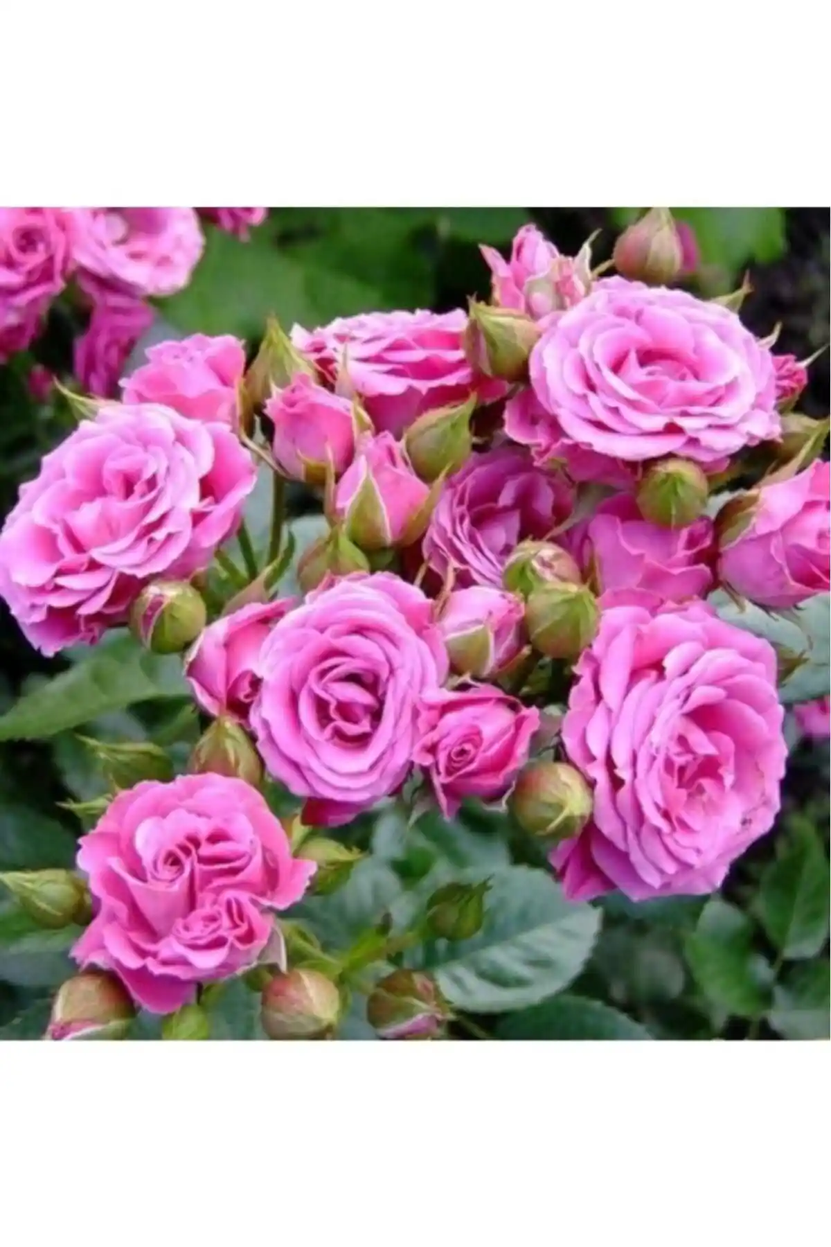 Biorganix Isparta Pembe Yediveren ve Mimoza Somon Kayısı Yediveren Gül Fidanlarının Karşılaştırması