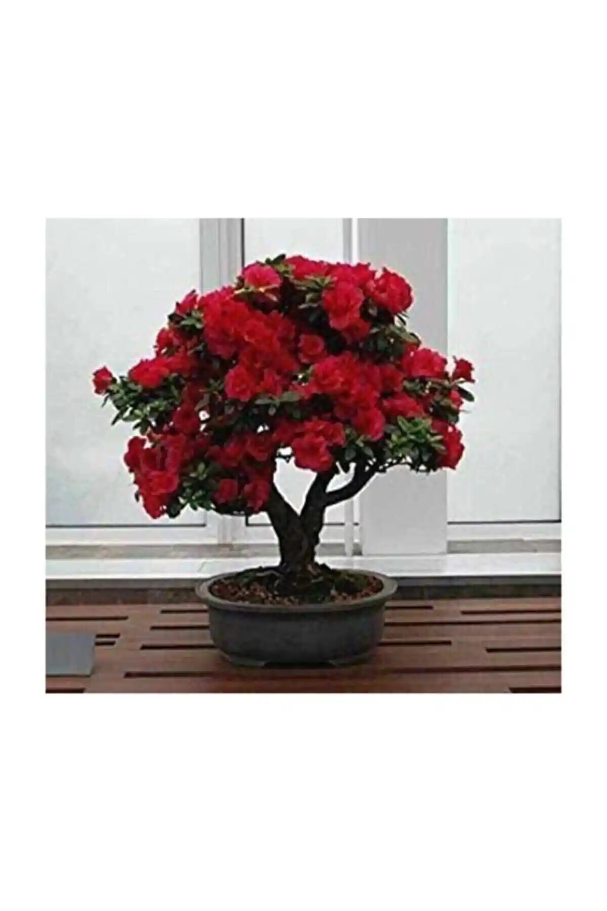 Bodur Kırmızı Gül Bonzai ve Nadir Sarmaşık Gül Tohumu Karşılaştırması