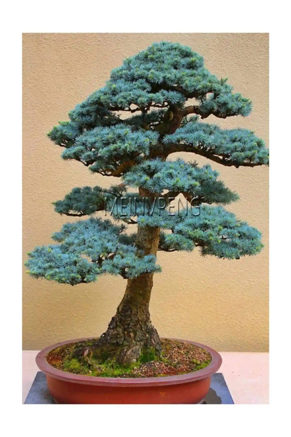 Bonsai Tohumu Karşılaştırması: Çam Tohumculuk ve Genel Markalar Ürünleri Analizi