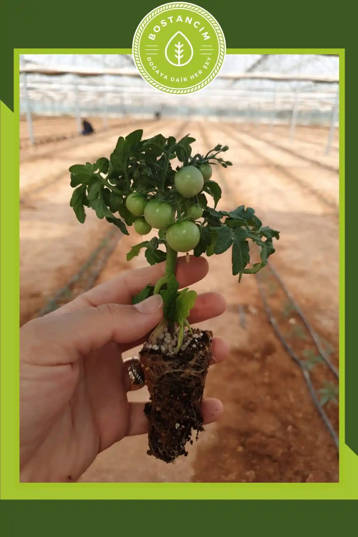 Bostancım Bodur Cherry ve Floramut Bodur Çeri Domates Fidesi Karşılaştırması