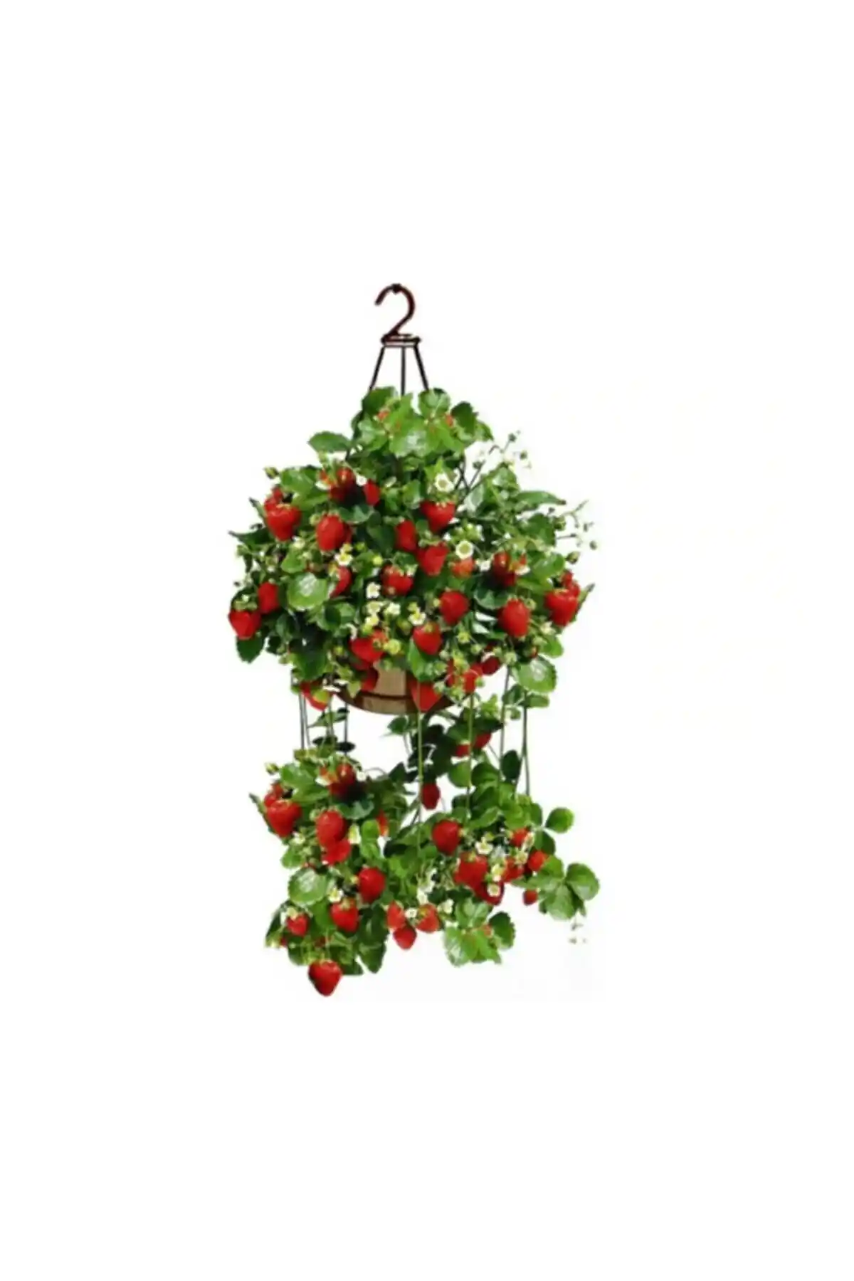 Çam Tohumculuk'un Yediveren ve Dağ Çileği Tohumlarının Karşılaştırması ve Yetiştirme İpuçları