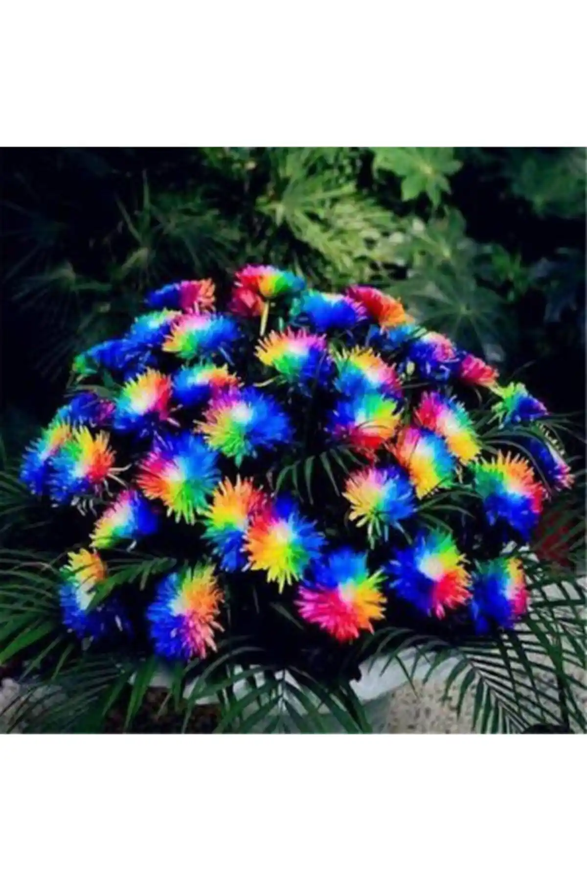 Çam Tohumculuk ve Genel Markaların Orkide Tohumu Karşılaştırması