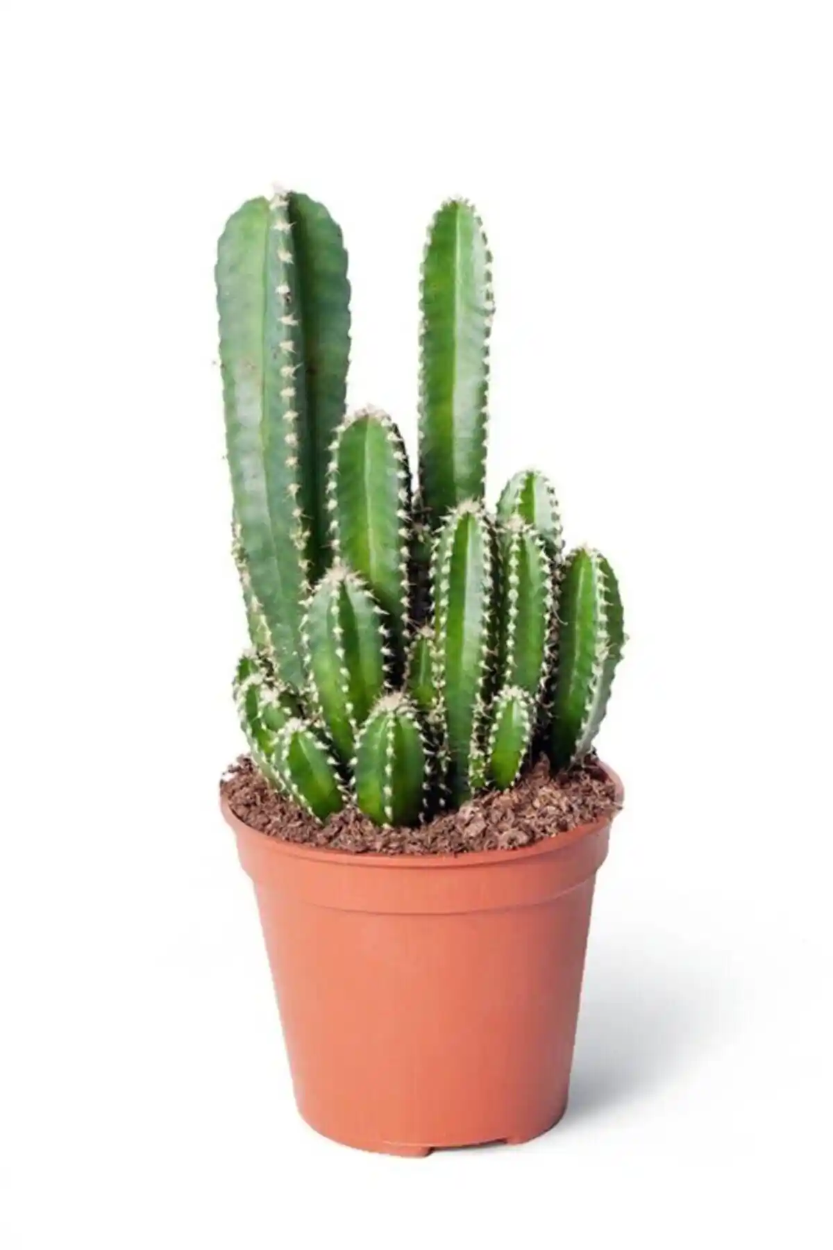 Cereus Peruvianus Florida ve Mor Telgraf Çiçeği Karşılaştırması İç Mekan Bitkileri Rehberi