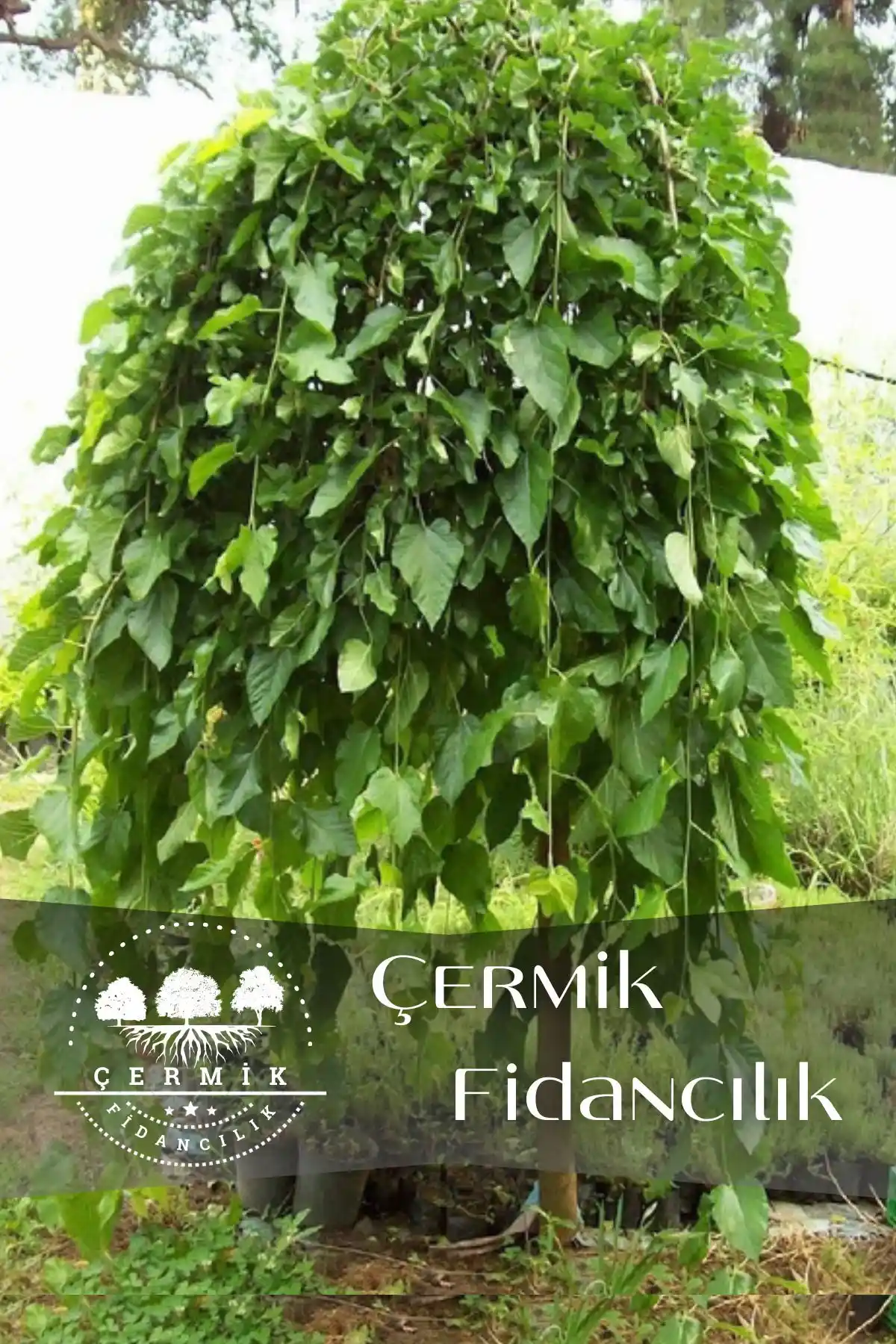 Çermik Fidancılık Meyve Fidanları Karşılaştırması: Dut ve Böğürtlen Fidanlarının Özellikleri ve Kullanıcı Yorumları