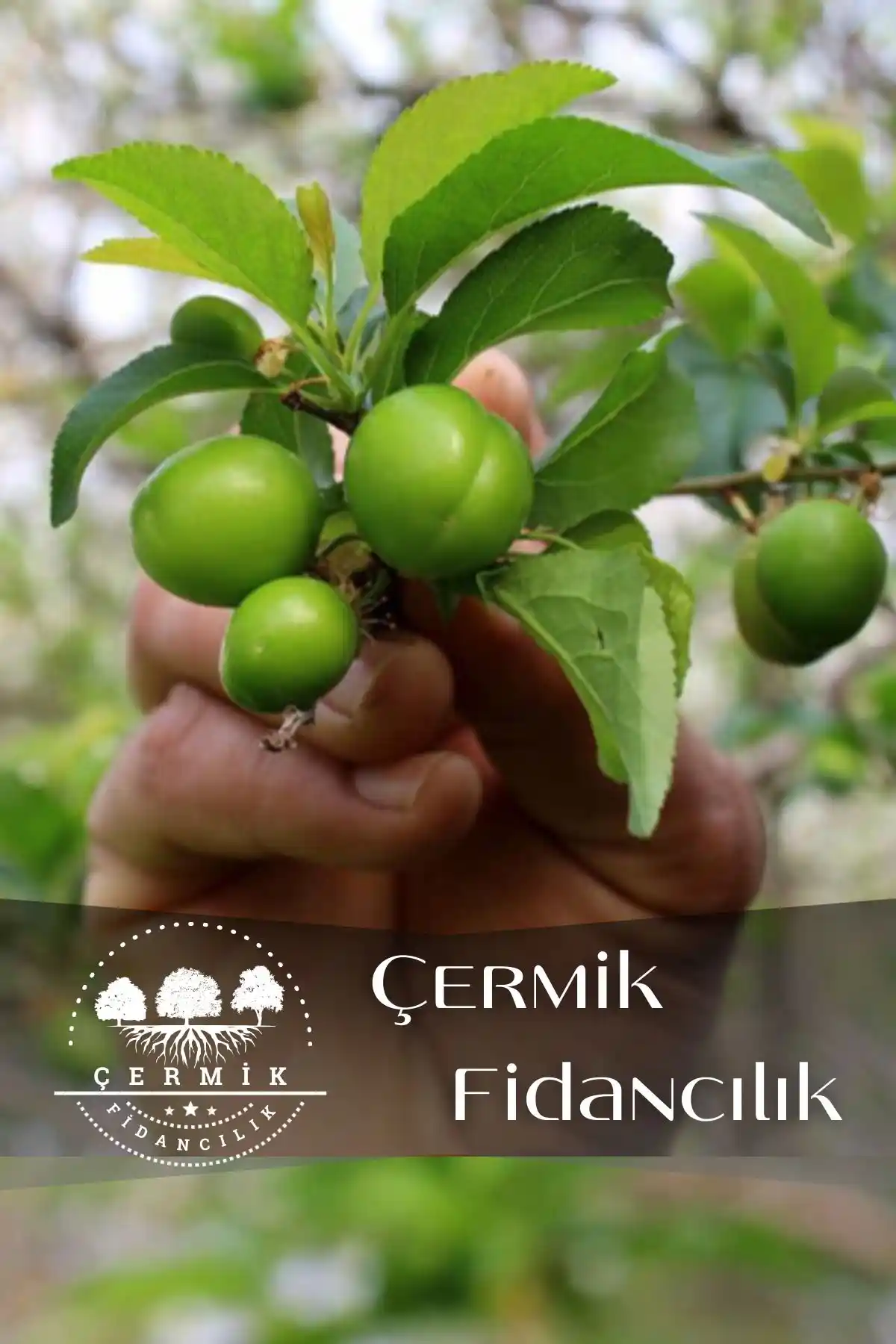 Çermik Fidanlığı: Bodur Yeşil Can Erik ve Çikolata Aromalı Trabzon Hurma Fidanlarının Karşılaştırması