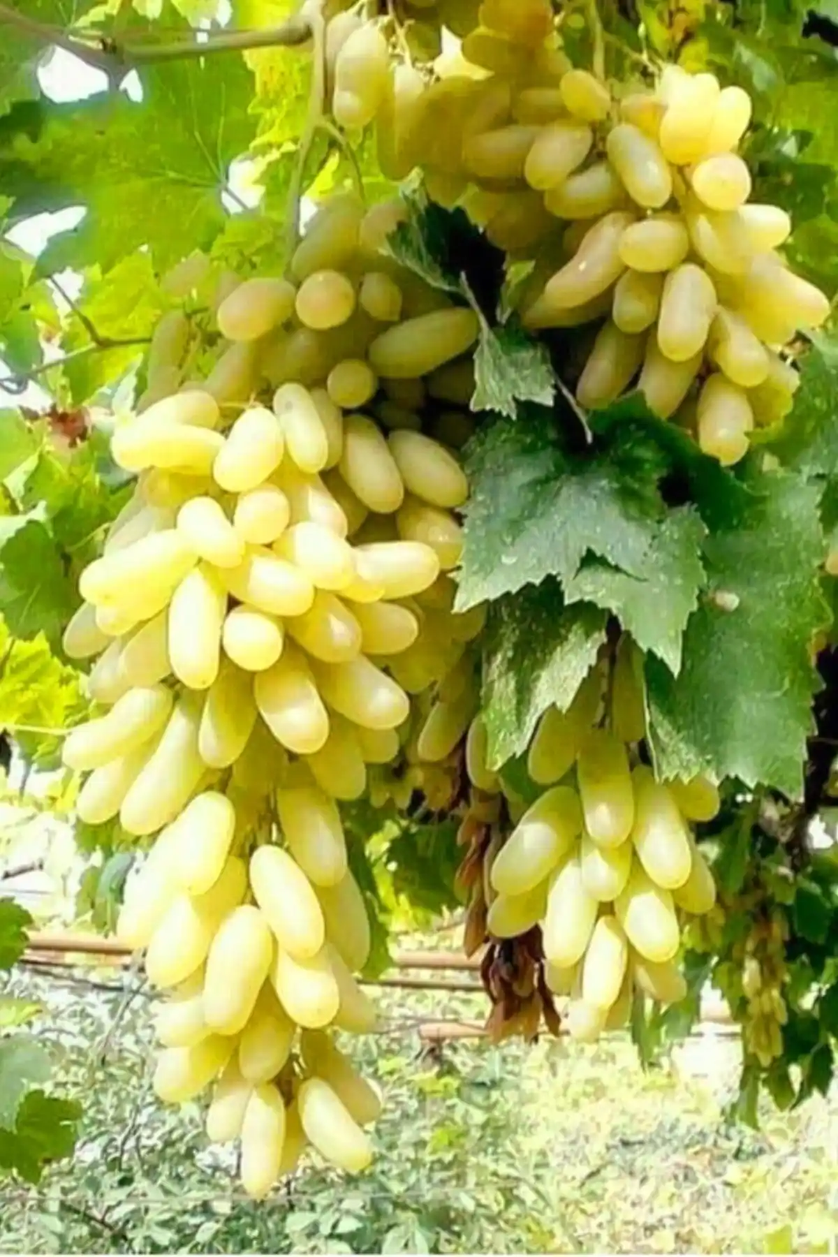 ÇİÇEKFLİX Aşılı Parmak Üzüm Beyaz ve Pembe Fidesi Karşılaştırması ve Yetiştirme İpuçları