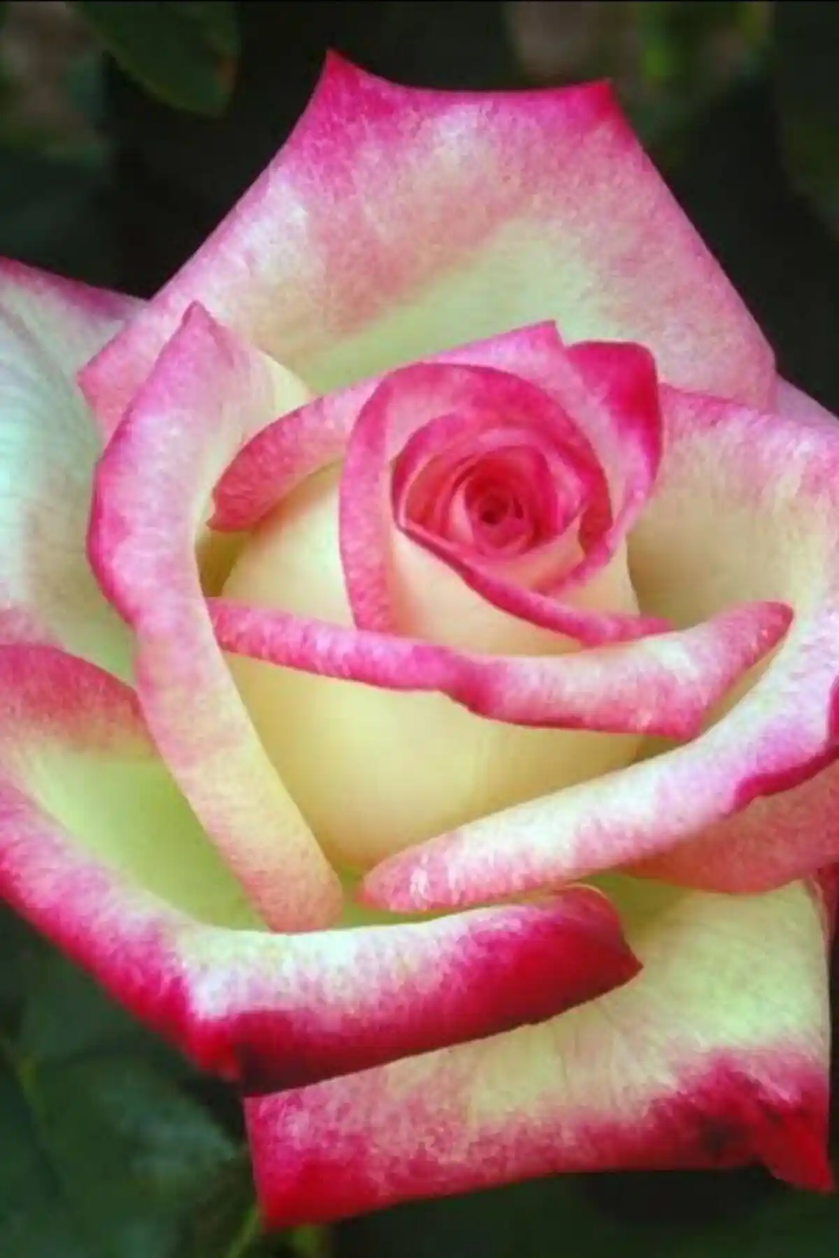 ÇİÇEKFLİX Ebruli ve Katmerli Kırmızı Gül Fidesi Karşılaştırması ve Bakım İpuçları