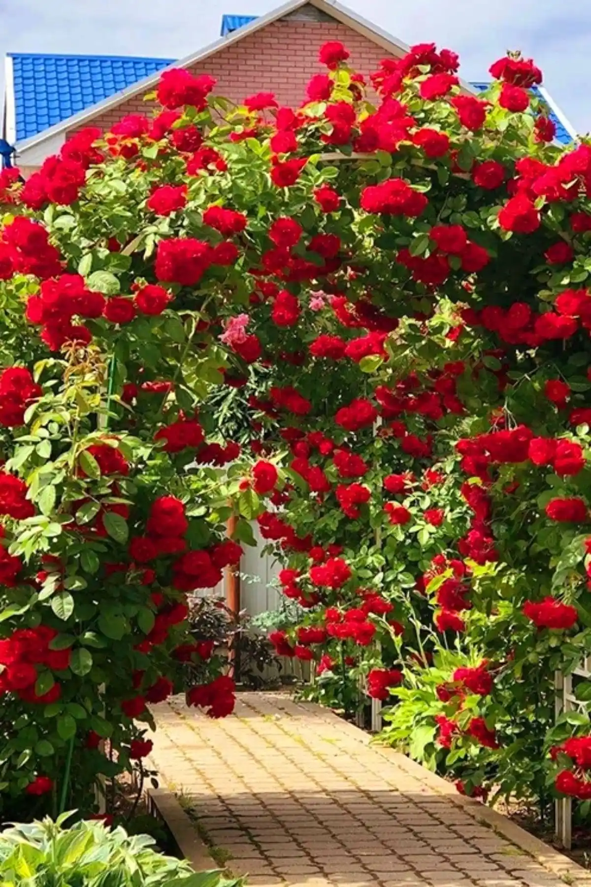 ÇİÇEKFLİX Gül Fidanları Karşılaştırması: Kırmızı Çardak ve Yediveren Sarmaşık