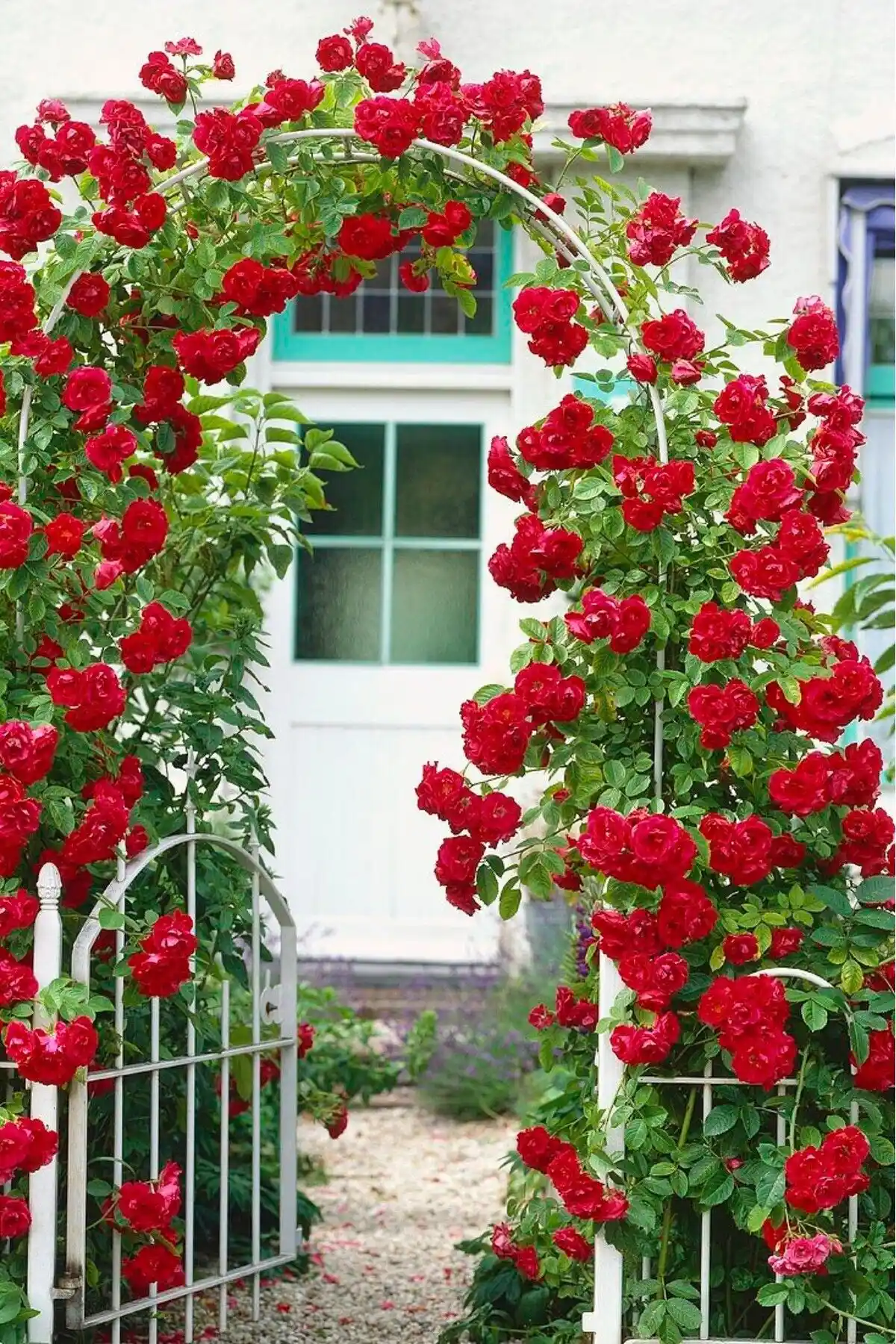 ÇİÇEKFLİX Gül Fidesi Karşılaştırması: Açık Kırmızı Sarmaşık ve Katmerli Gül Özellikleri