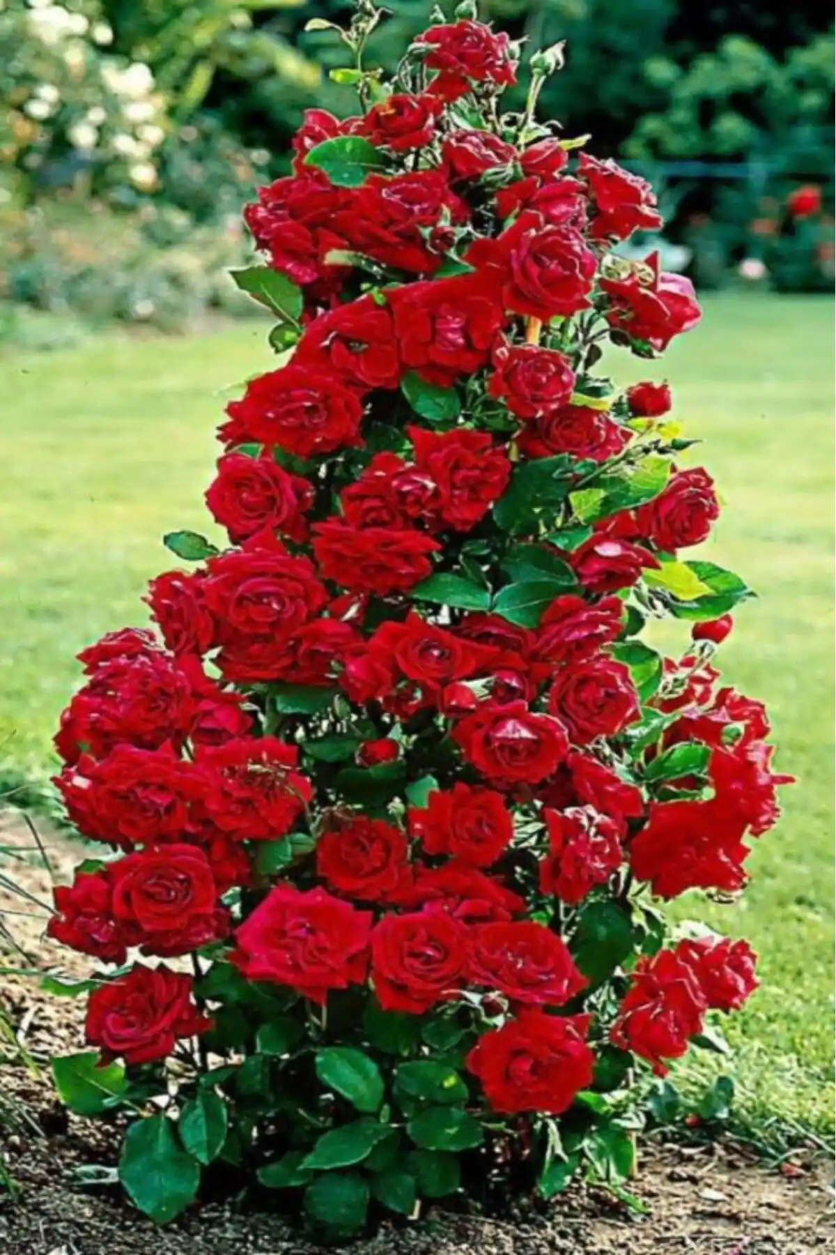 ÇİÇEKFLİX Gül Fidesi Karşılaştırması: Kırmızı ve Yediveren Güllerin Özellikleri ve Bakımı