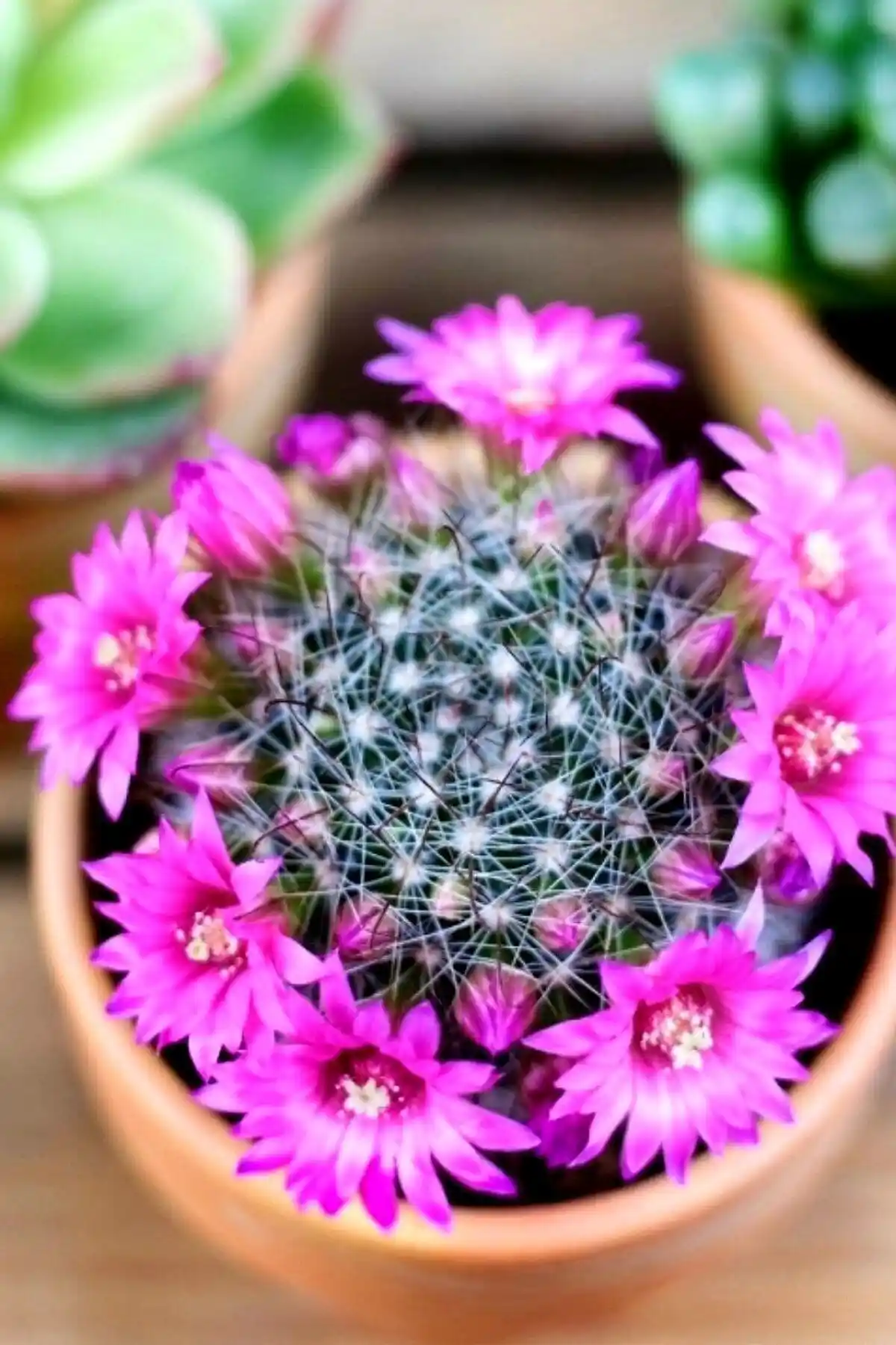 ÇİÇEKFLİX Mammillaria Wrightii ve Sempervivum Calcereum Karşılaştırması