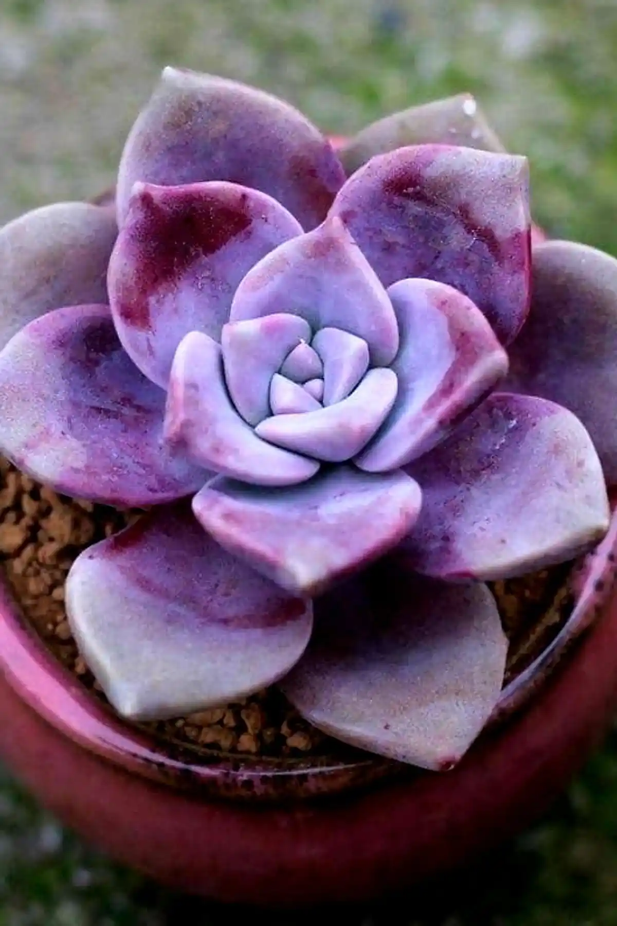 ÇİÇEKFLİX New Süperbum ve ebotanik Sukulent Karşılaştırması: Hangi Ürün Sizin İçin Uygun