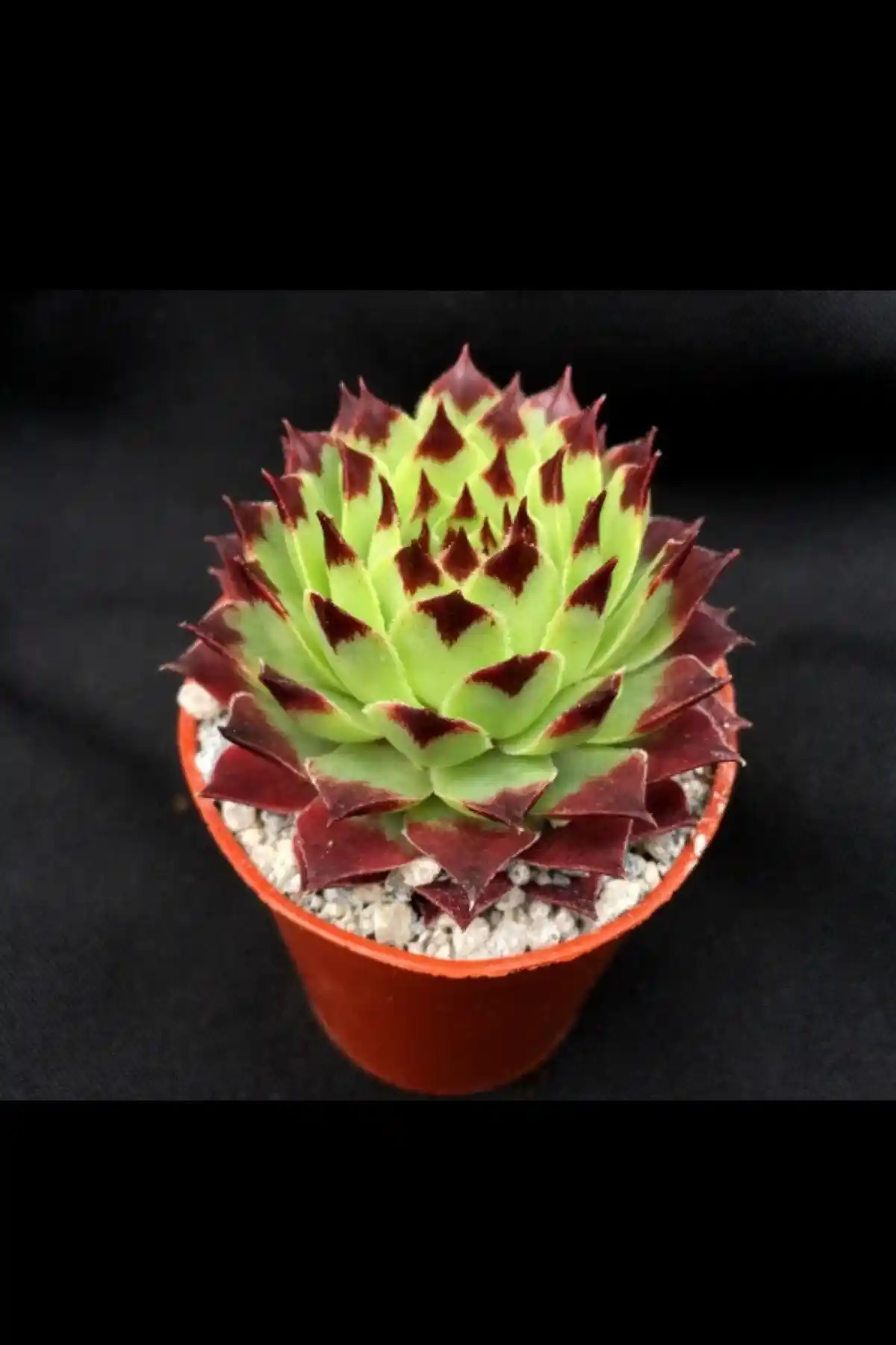 ÇİÇEKFLİX Sempervivum Calcereum ve Toptan Kaktüs Dikenli İncir Karşılaştırması