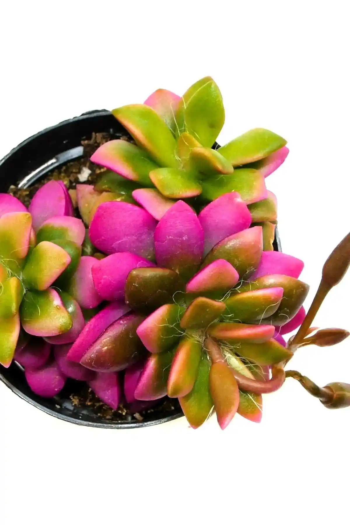 Çiçekflix Sukulent Karşılaştırması: Joktuğ Kaktüs ve Sempervivum Calcereum Özellikleri