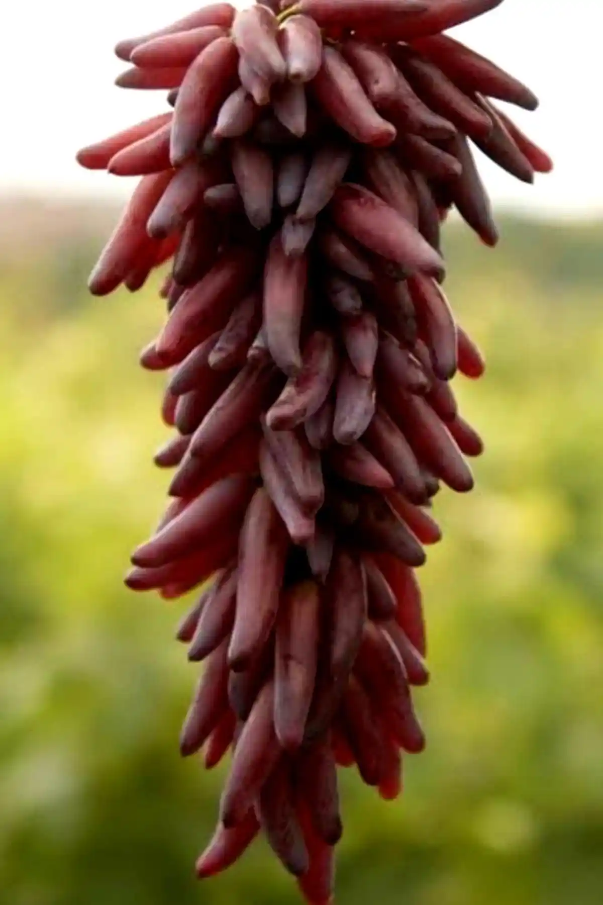 ÇİÇEKFLİX Üzüm Fidanları Karşılaştırması: Kalite ve Dikim Kolaylığı Analizi