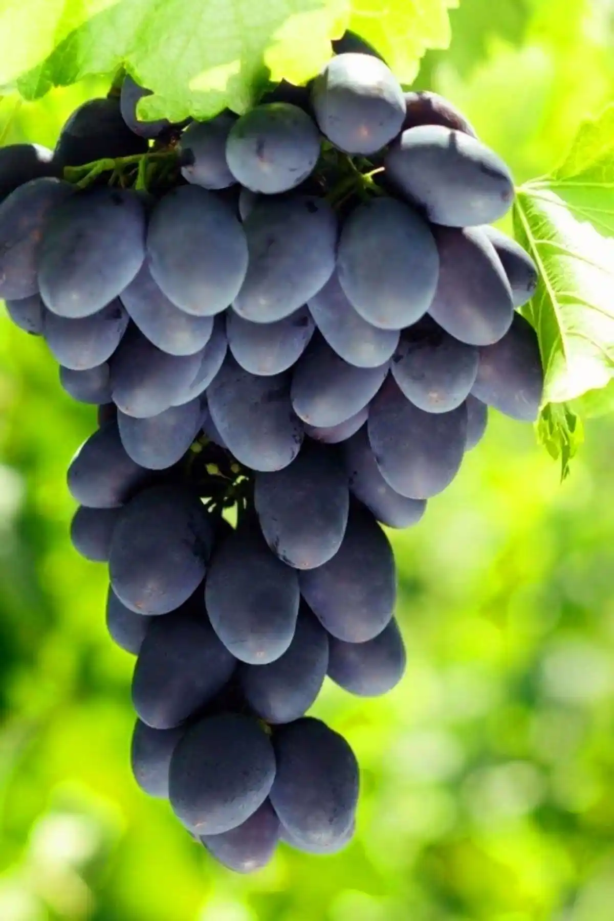 ÇİÇEKFLİX Üzüm Fidesi Karşılaştırması: Siyah Çekirdeksiz ve Yalova İncisi Üzüm Çeşitleri