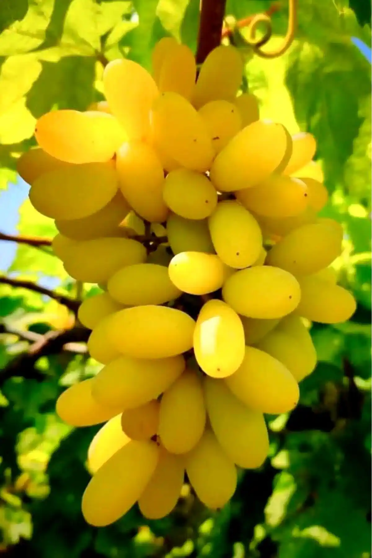 ÇİÇEKFLİX Yalova İncisi ve Körfezgardens Limon Çamı Fidanlarının Detaylı Karşılaştırması