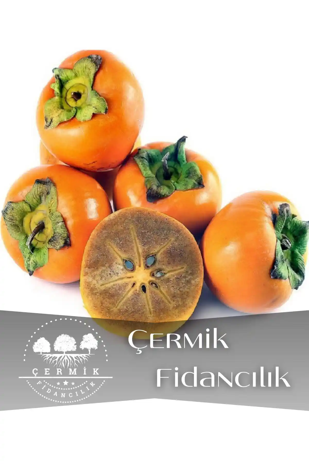 Çikolata Aromalı Trabzon Hurma ve Tüplü Yaban Mersini Fidanlarının Karşılaştırması