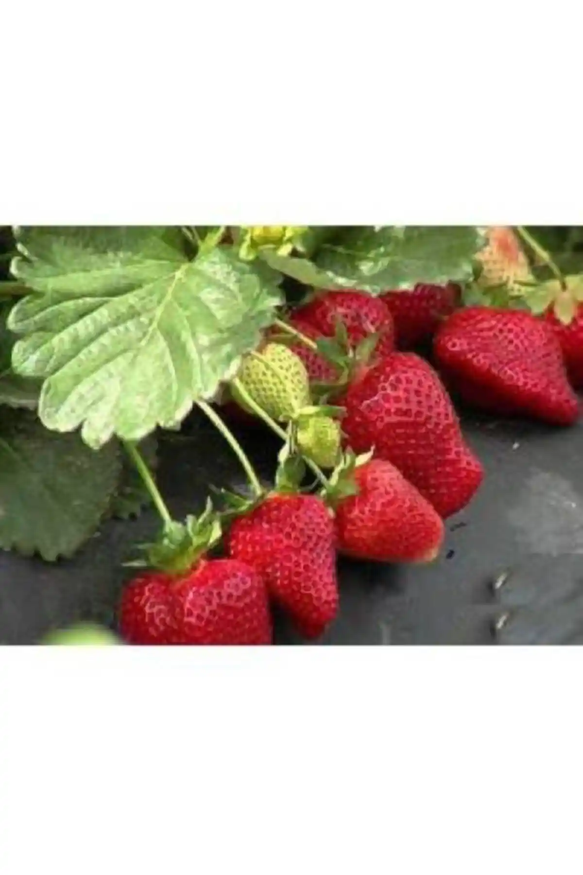 Çilek Fidesi Karşılaştırması: Yediveren Soğuk İklim ve Tırmanan Çilek Fidesi Analizi