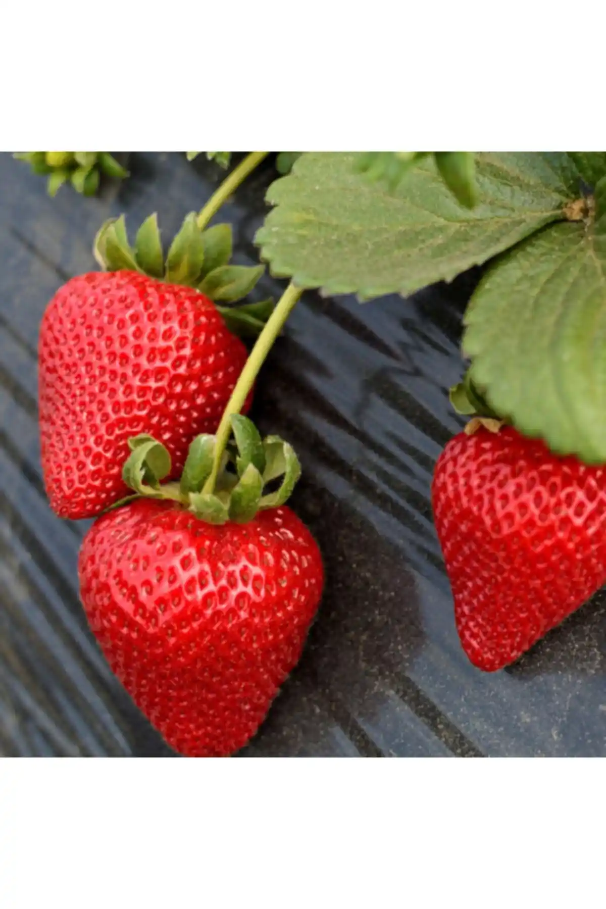 Çilek Fidesi Seçimi: Yediveren ve Albion Çilekleri Arasındaki Farklar ve Yetiştirme İpuçları