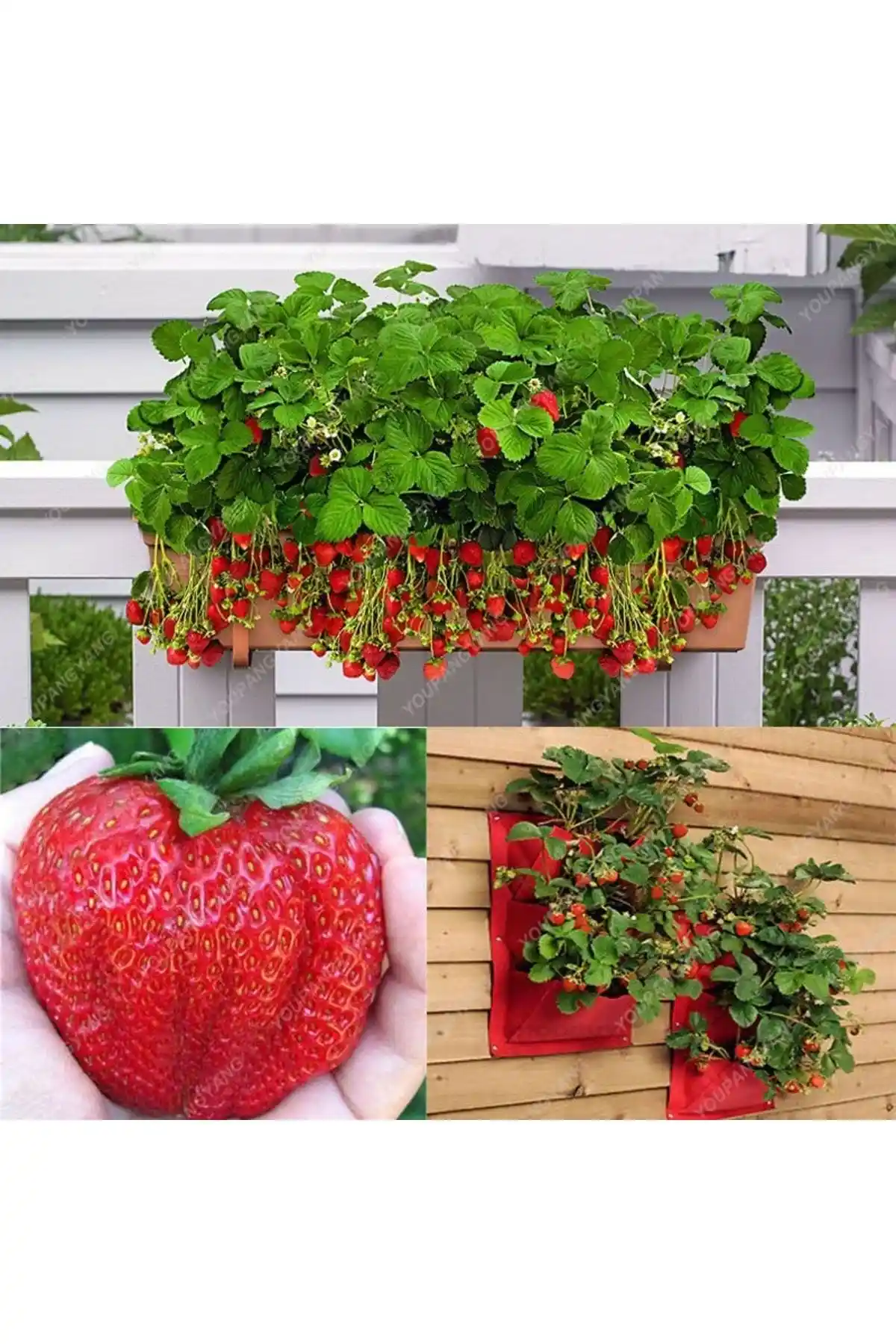 Çilekdiyarii ve Ucuzluk Diyarı Çilek Fidanları Karşılaştırması ve En İyi Seçenekler