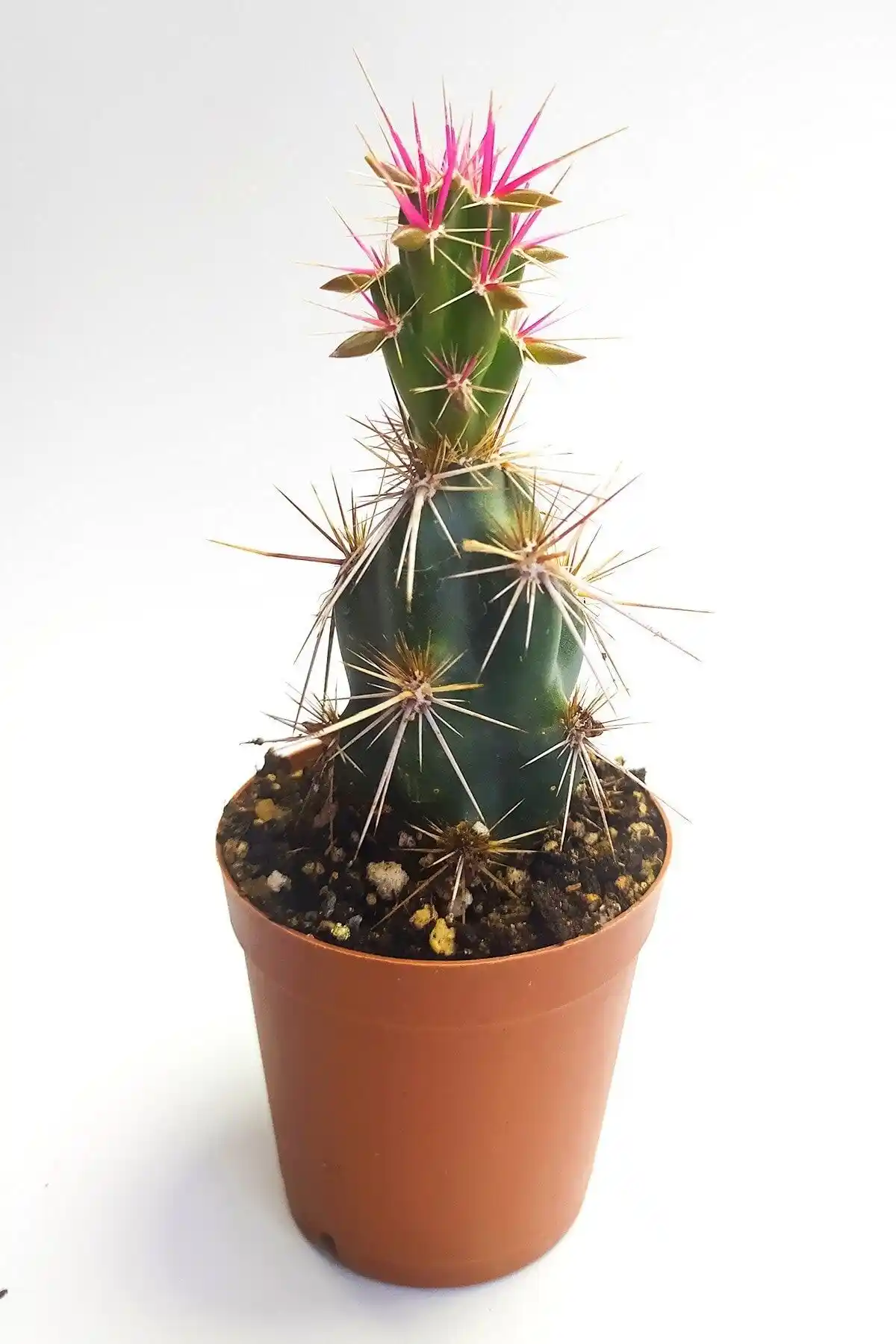 Corynopuntia Invicta ve Echinocereus Pectinatus Karşılaştırması: Özellikler ve Kullanıcı Yorumları