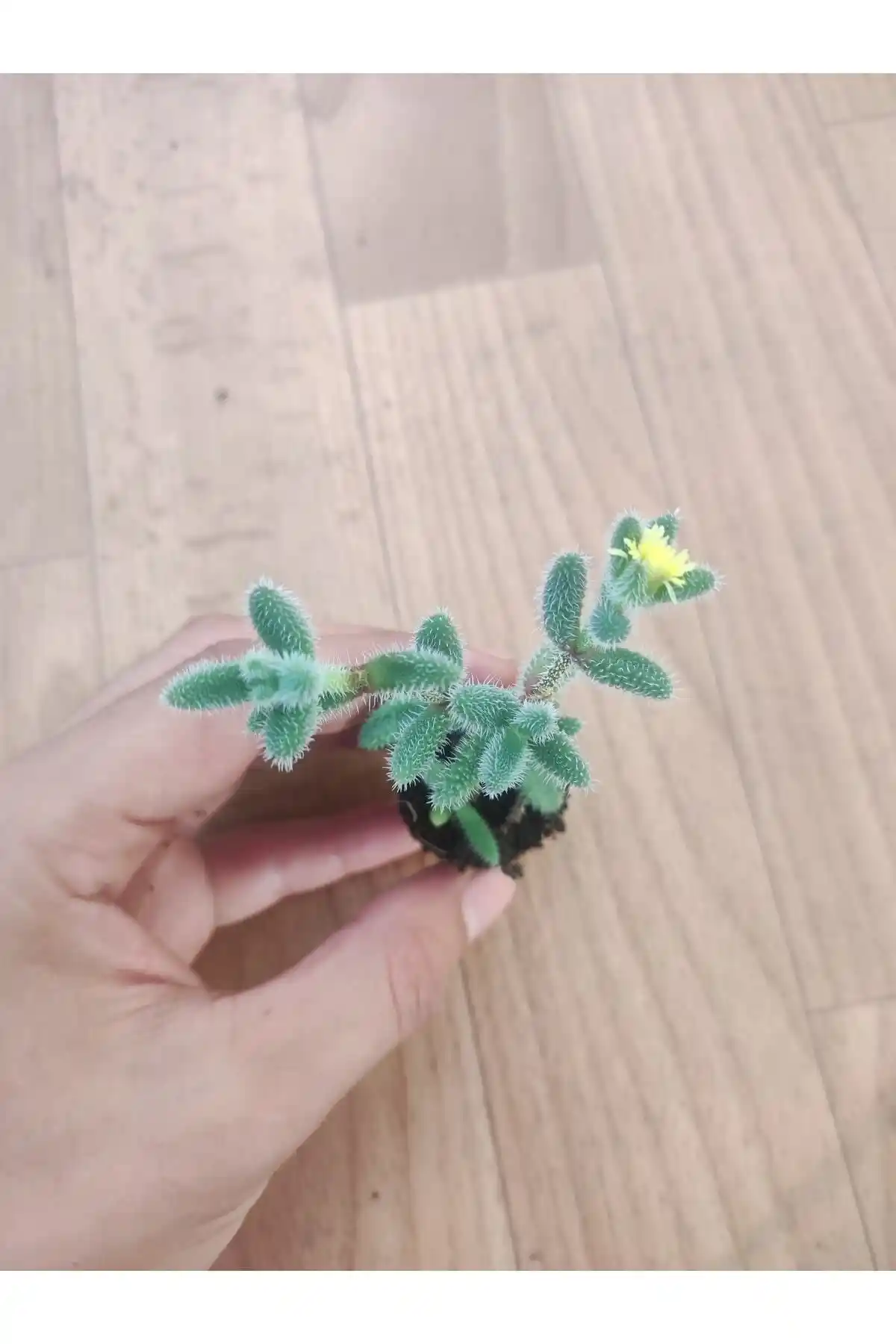 Delosperma Echinatum ile Sedum Burrito Arasındaki Detaylı Sukulent Bitki Karşılaştırması