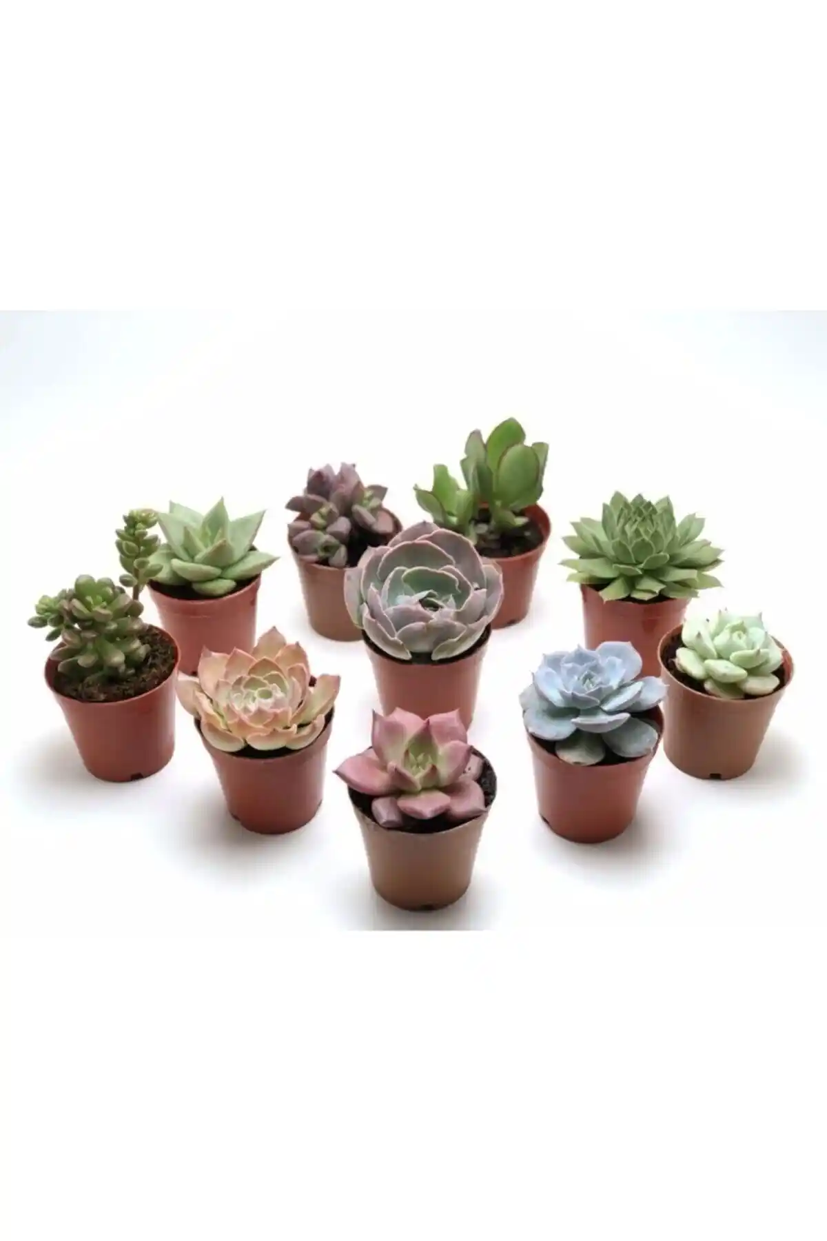 Ebotanik ve Egzotikbahçe Sukulent Setleri Karşılaştırması Ev Dekorasyonu İçin En İyi Seçenekler