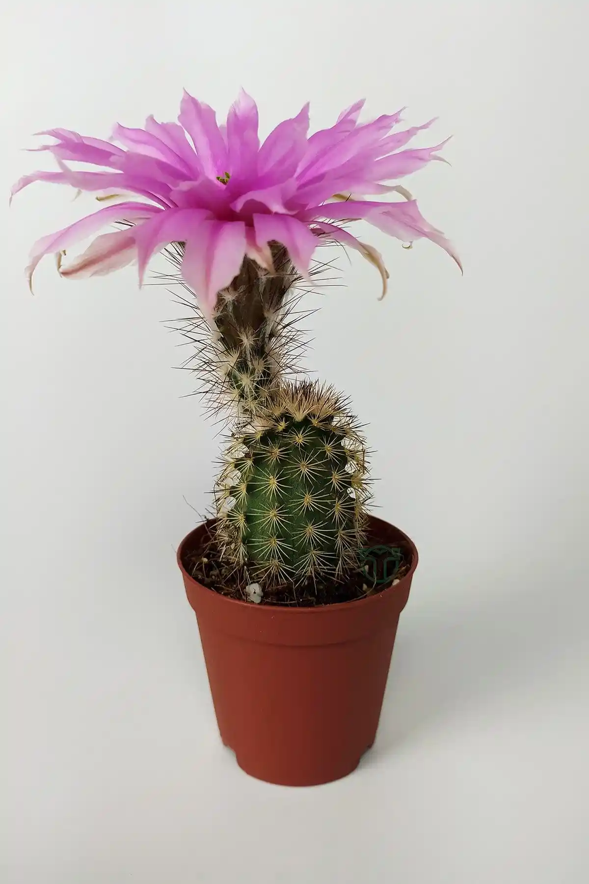 Echinocereus Pectinatus ve Echinofossulocactus Multicostatus Karşılaştırması