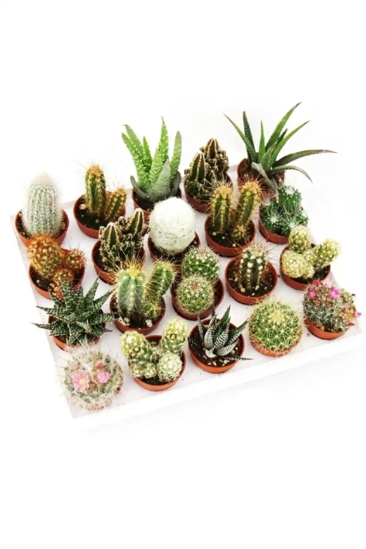 Egzotik Bahçe: 12 Adet Kaktüs Seti ve 25 Tür Kaktüs Fidesi Karşılaştırması