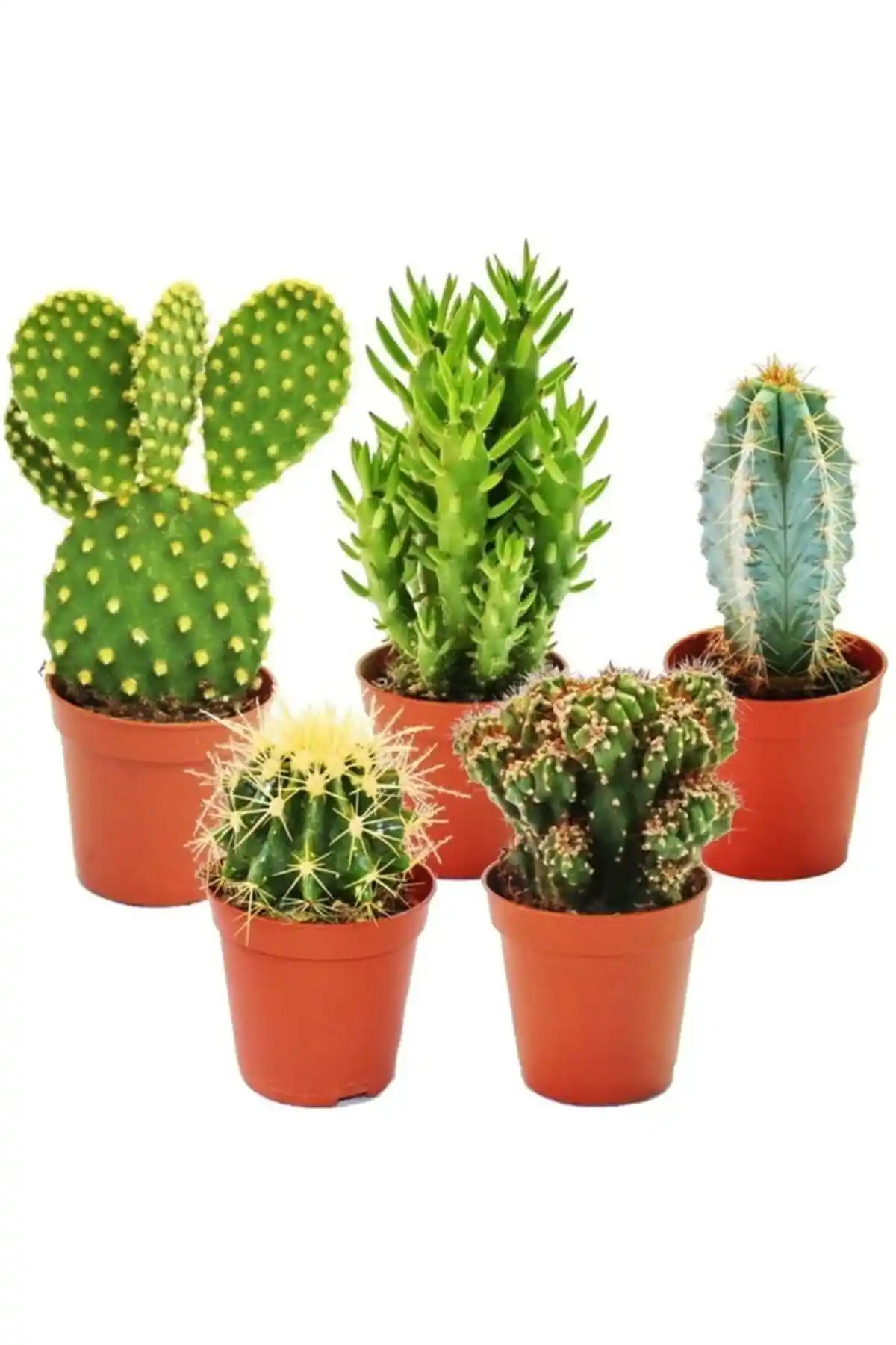 Egzotikbahçe 5'li Kaktüs Seti ve Cereus Peruvianus Florida Karşılaştırması