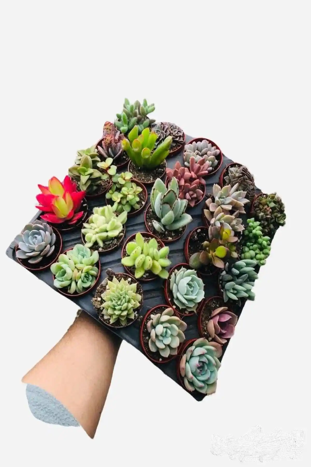 EGZOTİKBAHÇE Sukulent ve Kaktüs Setleri Karşılaştırması ve Seçim Rehberi