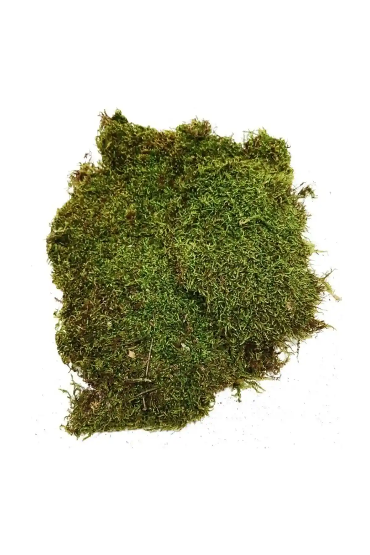 ENDER PEYZAJ ve Joy and Toys Doğal Yosun Karşılaştırması: Teraryum ve Minyatür Bahçe İçin En İyi Seçenekler