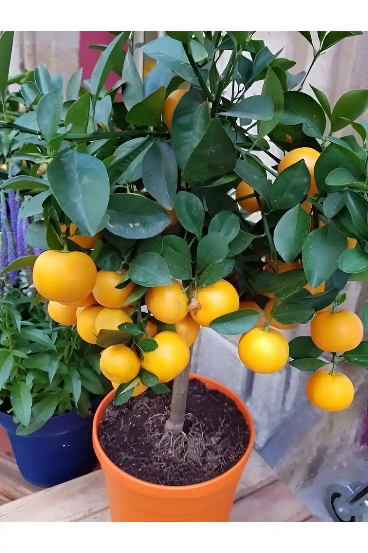 Evde Meyve Yetiştiriciliği İçin Mandalina ve Limon Fidanlarının Karşılaştırması ve Seçim Rehberi