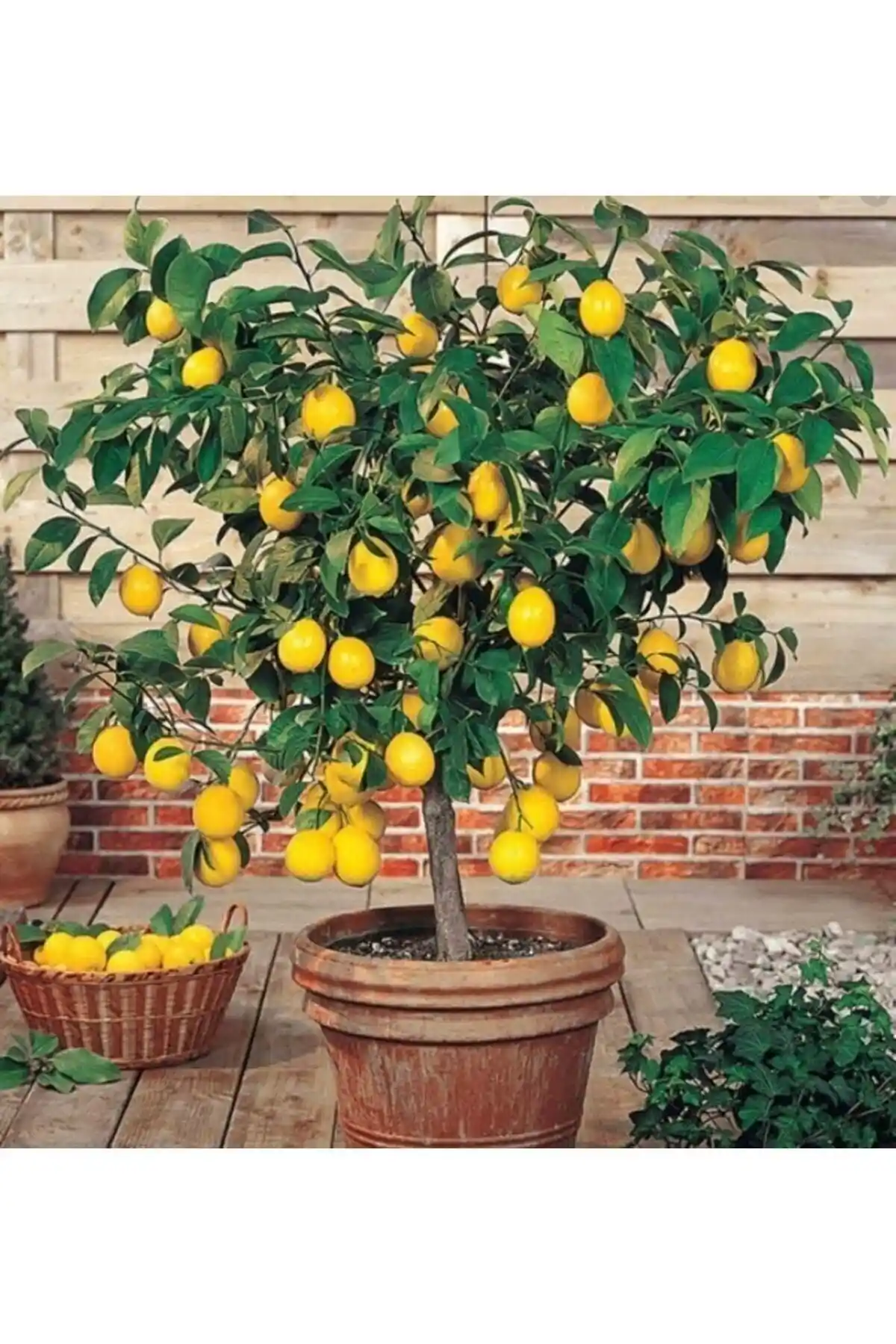 Evim Bahçem Limon Fidanı ve Uzunlar Fidancılık Kamkat Fidanı Karşılaştırması