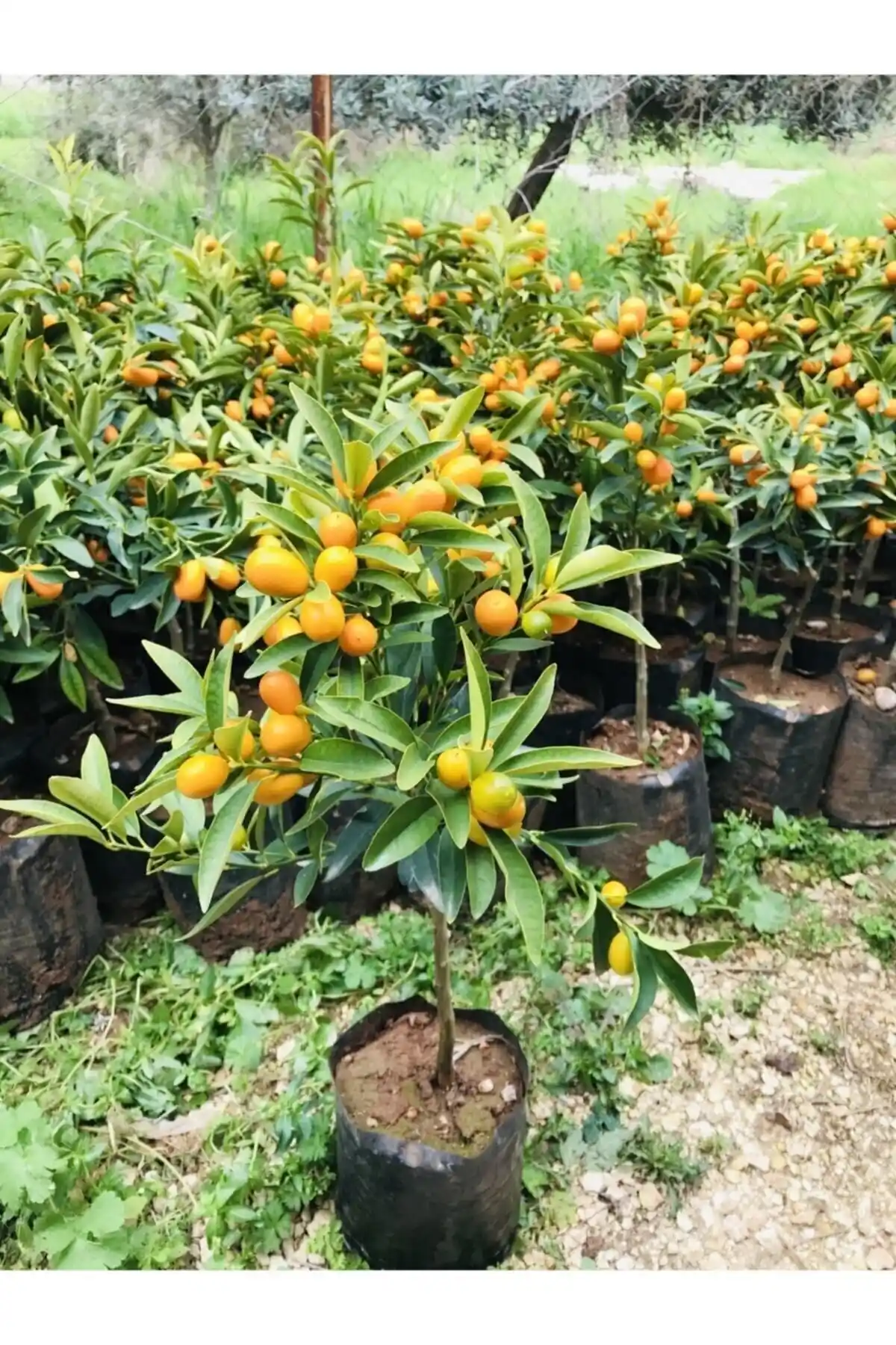 EVİM BAHÇEM ve Uzunlar Fidancılık Kamkat Fidanları Karşılaştırması