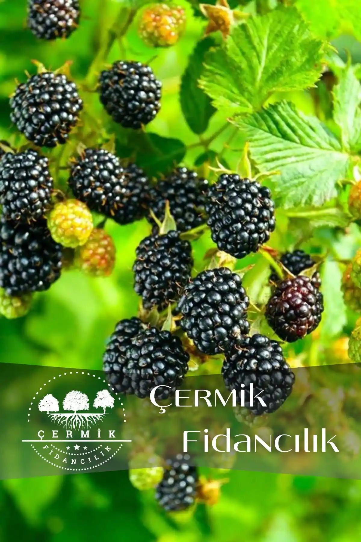 Farklı Meyve Fidanlarının Özellikleri ve Karşılaştırması