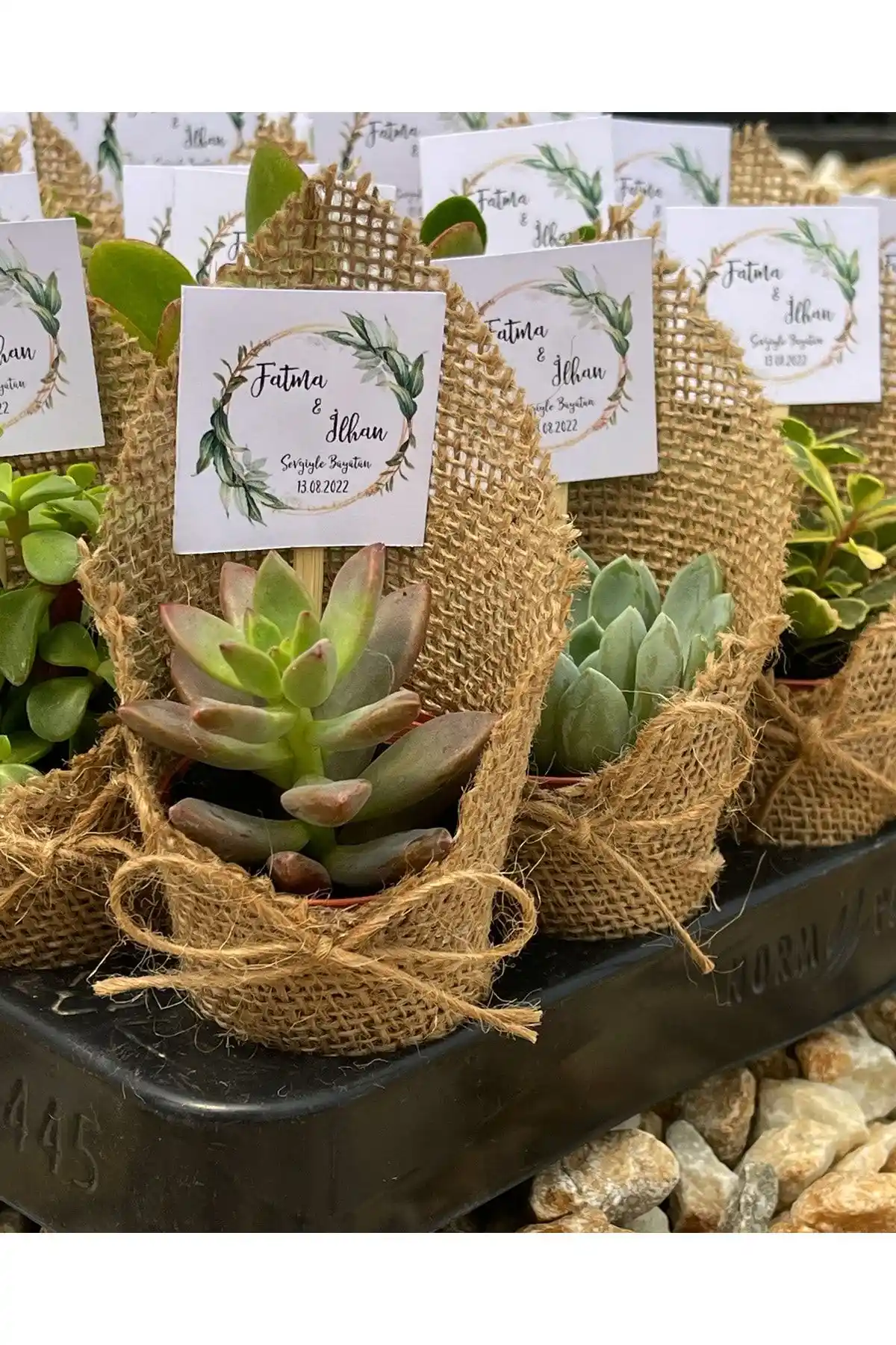 Fidan Pazarı ve Şenay'ın Kaktüs Dünyası Sukulent Setleri Karşılaştırması