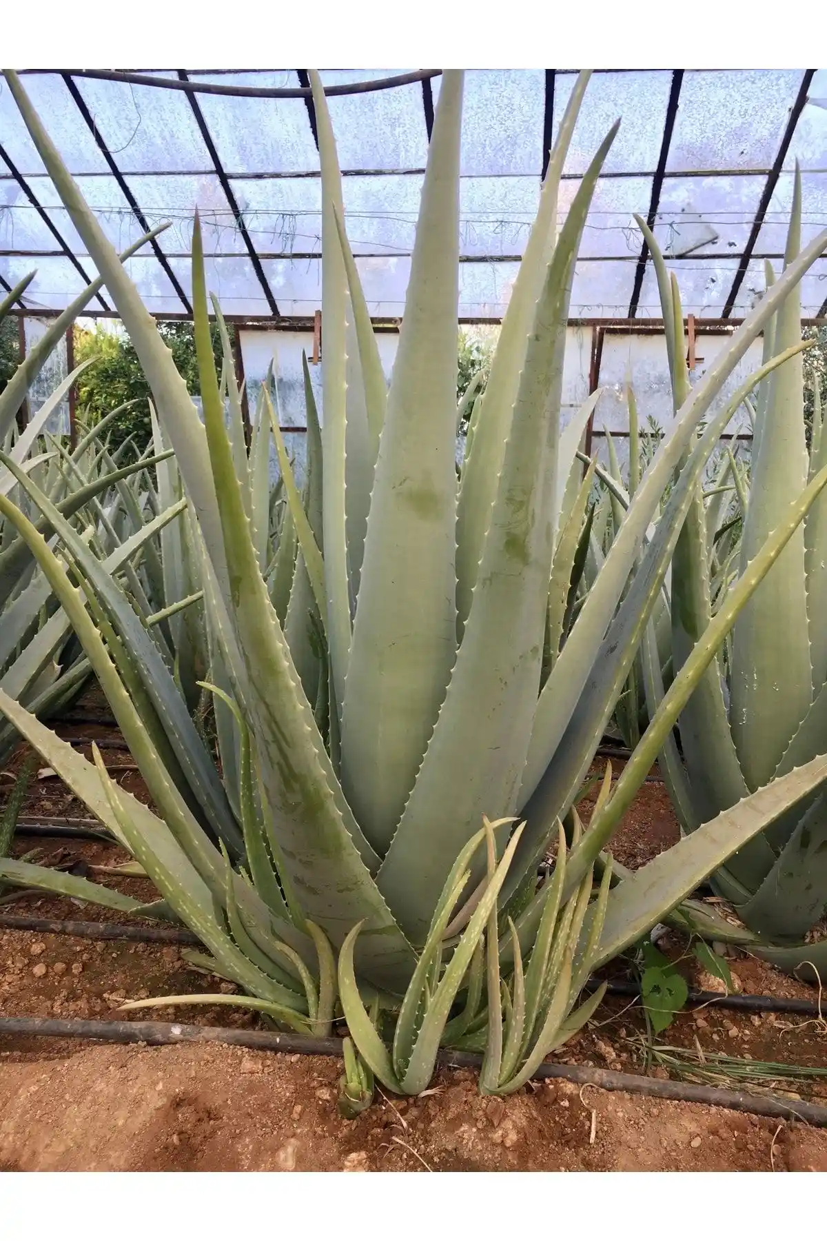 FidanBudur ve Genel Markalar Aloe Vera Fidanı Karşılaştırması: Boyutlar, Bakım ve Kullanıcı Yorumları