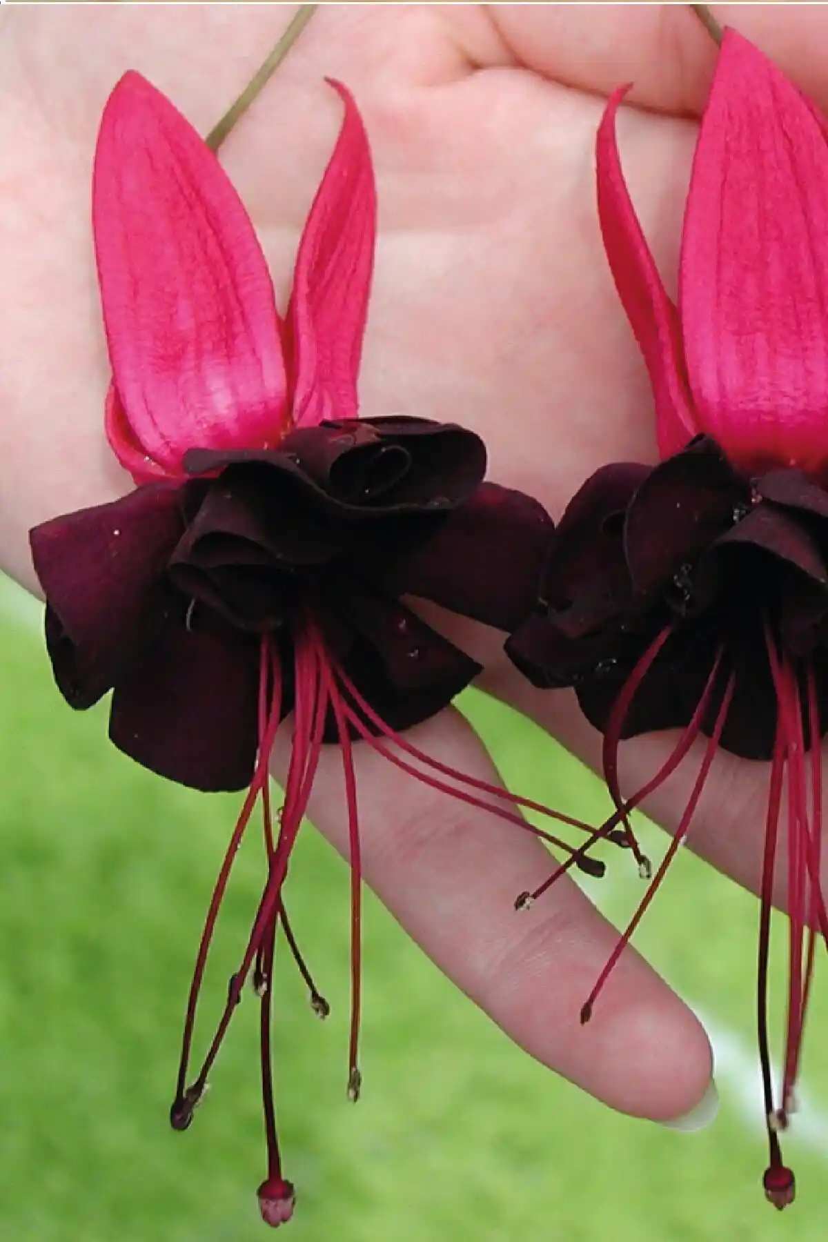 Gardina Küpe Çiçeği Fidesi Karşılaştırması: Bakım ve Özellikler Rehberi