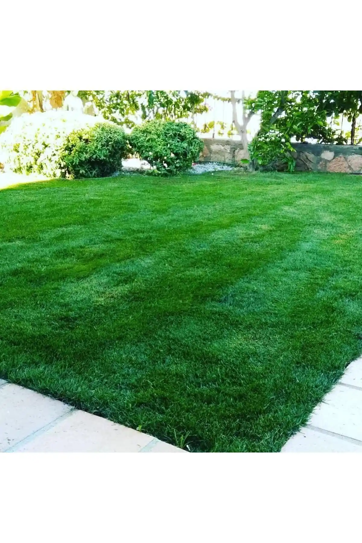 Genel Markalar Çim Gübresi ile Gübretaş Çim Gübresi Karşılaştırması ve Kullanıcı Yorumları