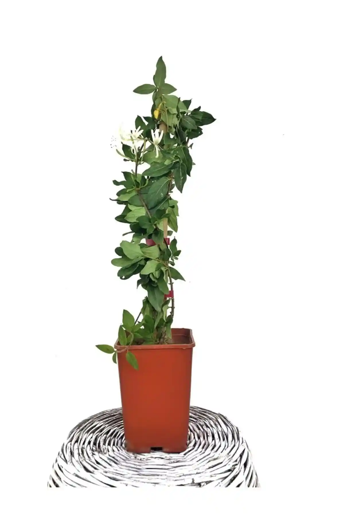 Hanımeli Fidanları Karşılaştırması: Hangi Ürün Sizin İçin Daha Uygun