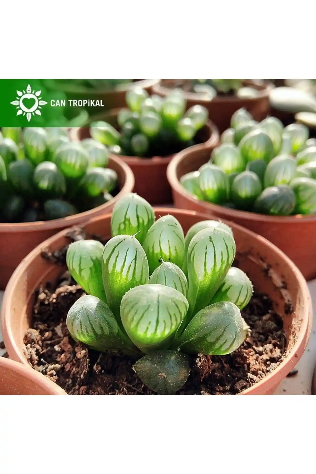 Haworthia Cooperi Obtusa ve Sempervivum Calcereum Sukulentleri Karşılaştırması