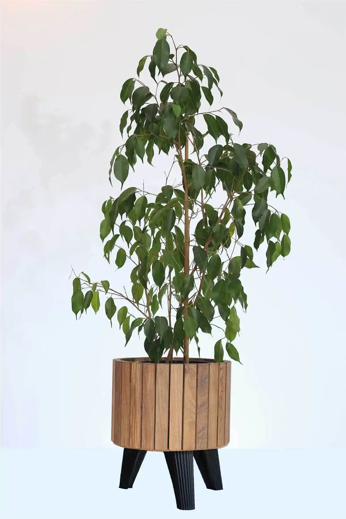 İç Mekan Dekorasyonu İçin Çam Rengi Modern ve Ahşap Ayaklı Saksı Karşılaştırması