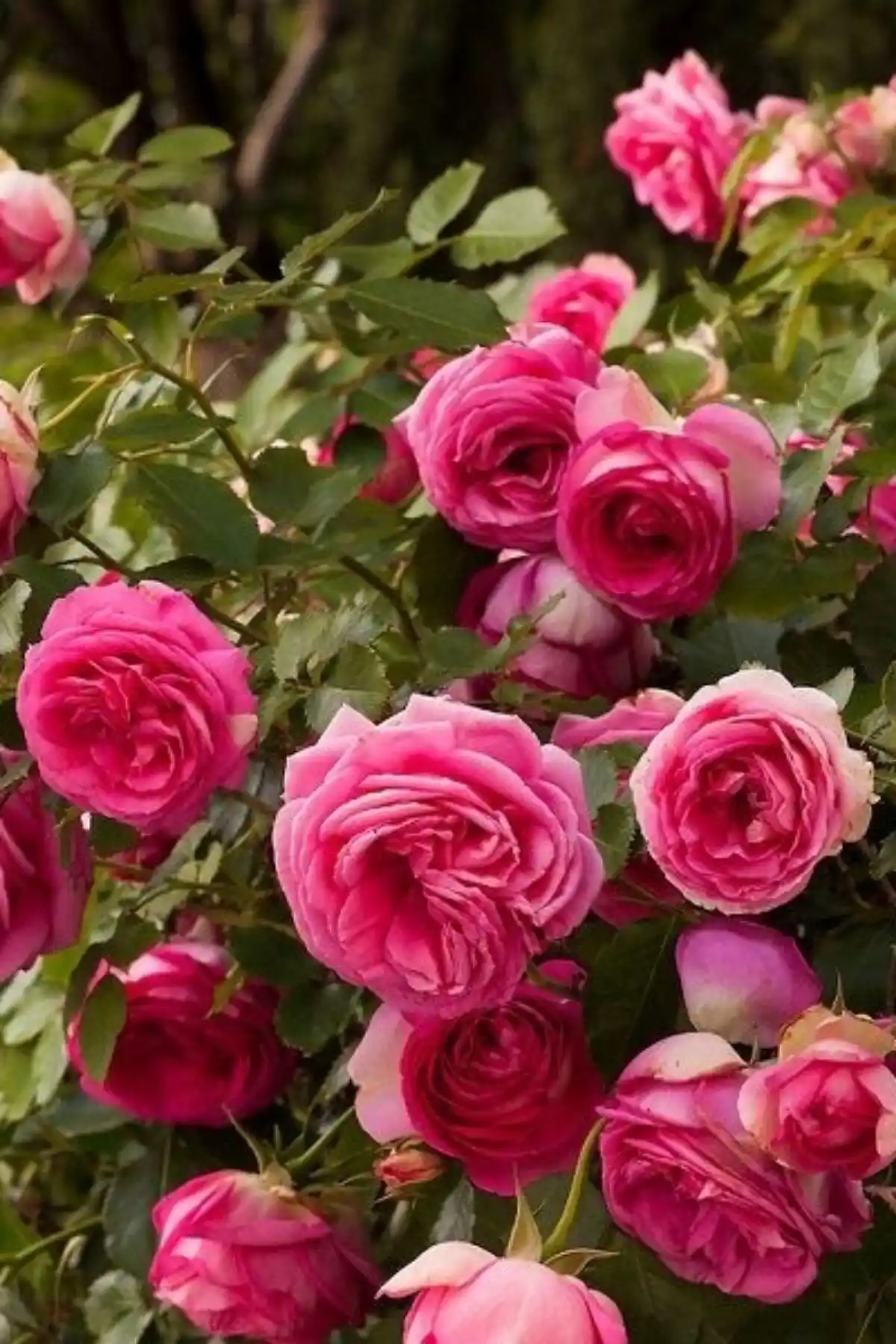 İki popüler gül fidanını karşılaştırıyoruz: ÇİÇEKFLİX ve Biorganix İpuçları ve Yorumlar