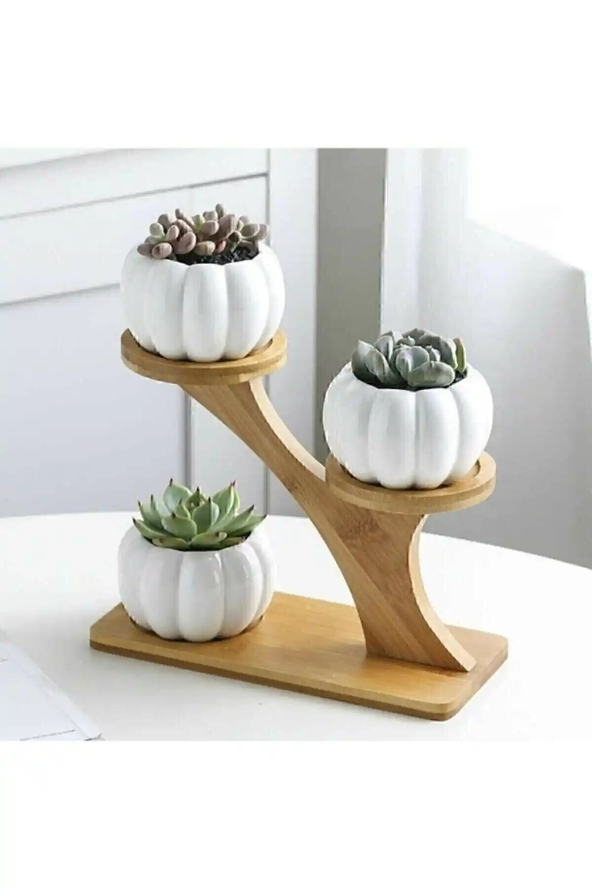 Kabak Sukulent ve Panda Desenli Saksılar: Estetik ve Fonksiyonel Çözüm Önerileri