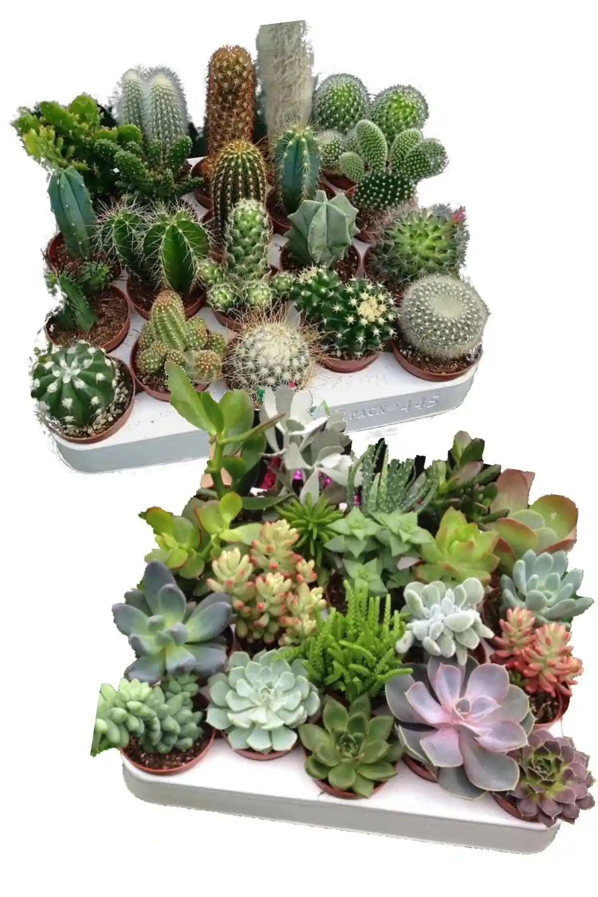 Kaktüs ve Sukulent Setleri Karşılaştırması: En Uygun Seçenekler ve Detaylar