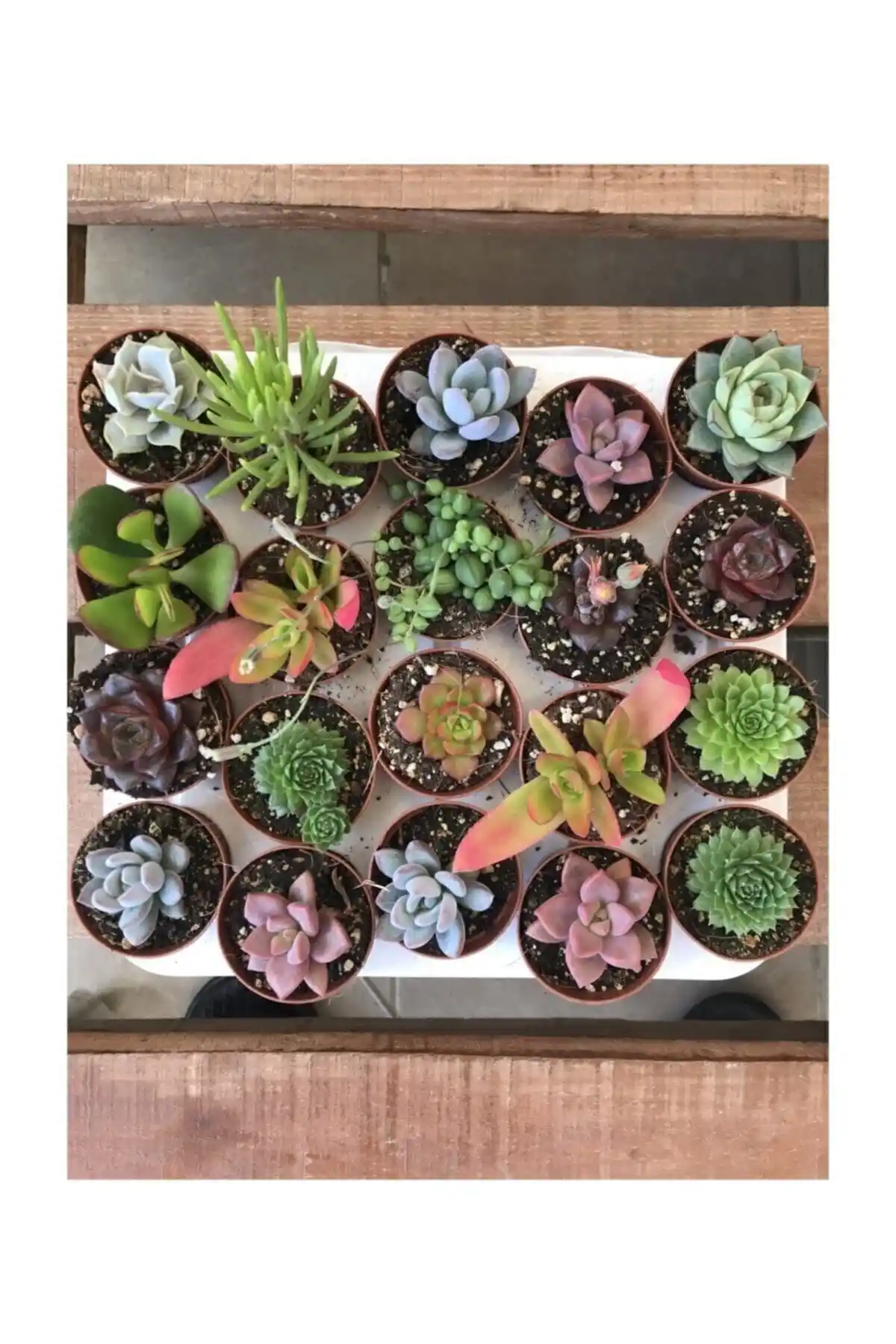 Kaktüs ve Sukulent Setleri Karşılaştırması: Hangi Ürün Sizin İçin Daha Uygun